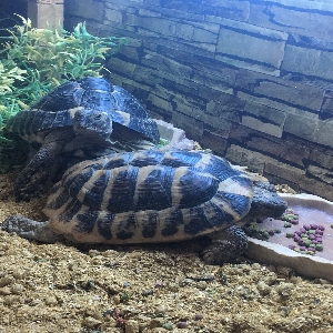 adoptable Reptile in Winchester, England named Myrtle