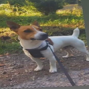 adoptable Dog in Newport, Wales named Desil