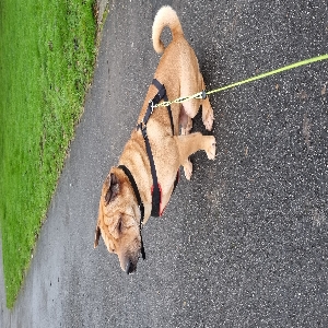 adoptable Dog in Birmingham, England named Tyrian