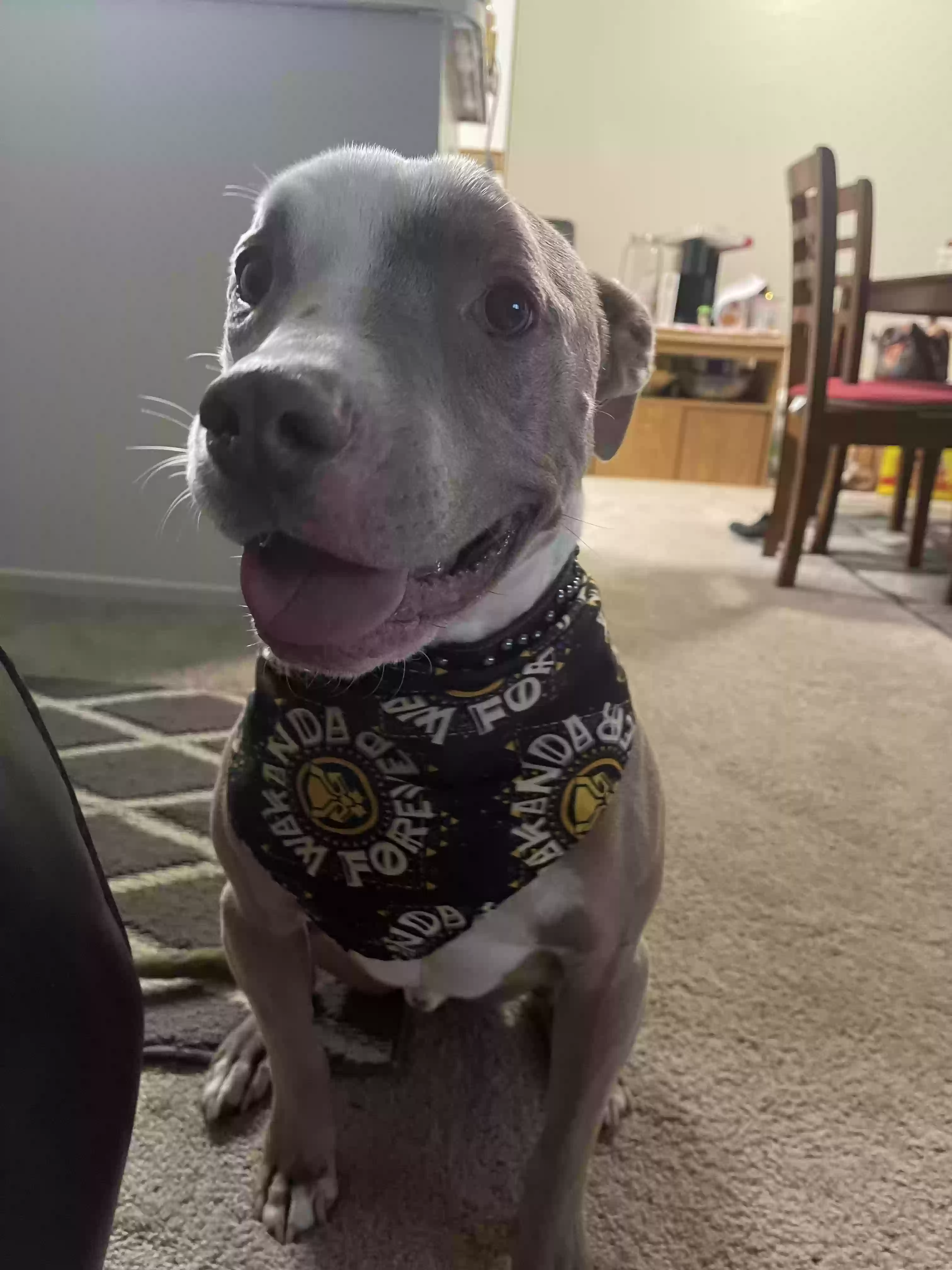 adoptable Dog in Rialto,CA named Bruce