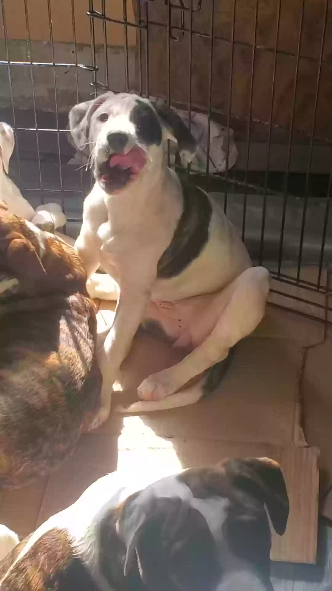 adoptable Dog in Carsonville,MI named Legs