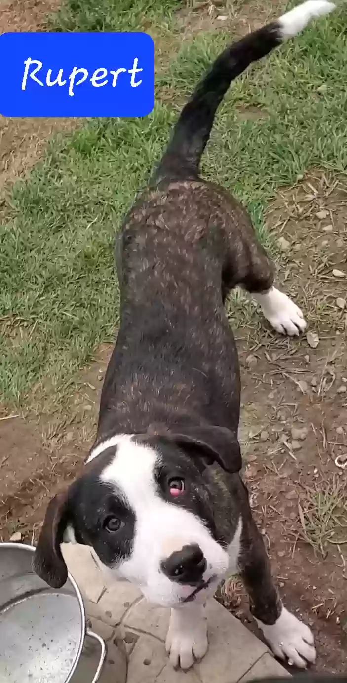 adoptable Dog in Carsonville,MI named Rupert
