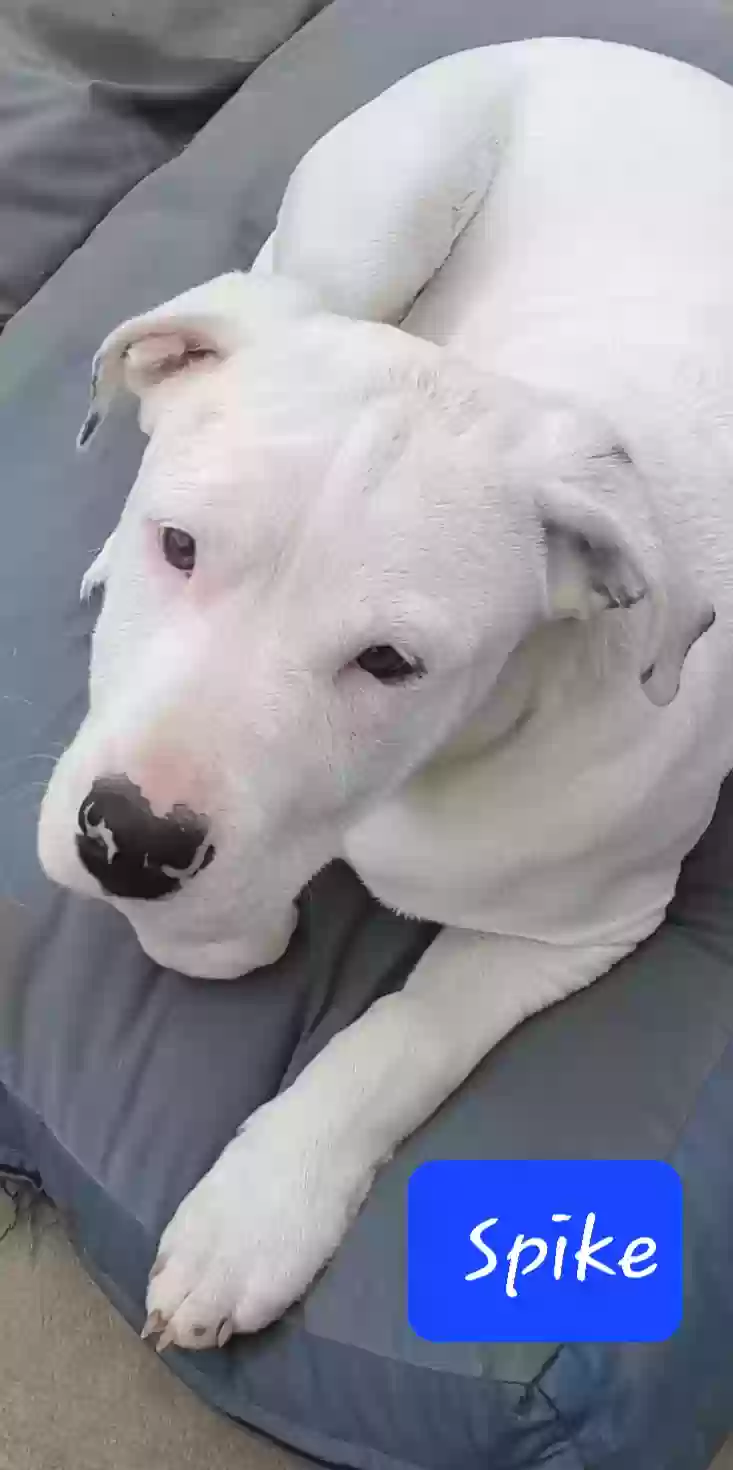 adoptable Dog in Carsonville,MI named Spike