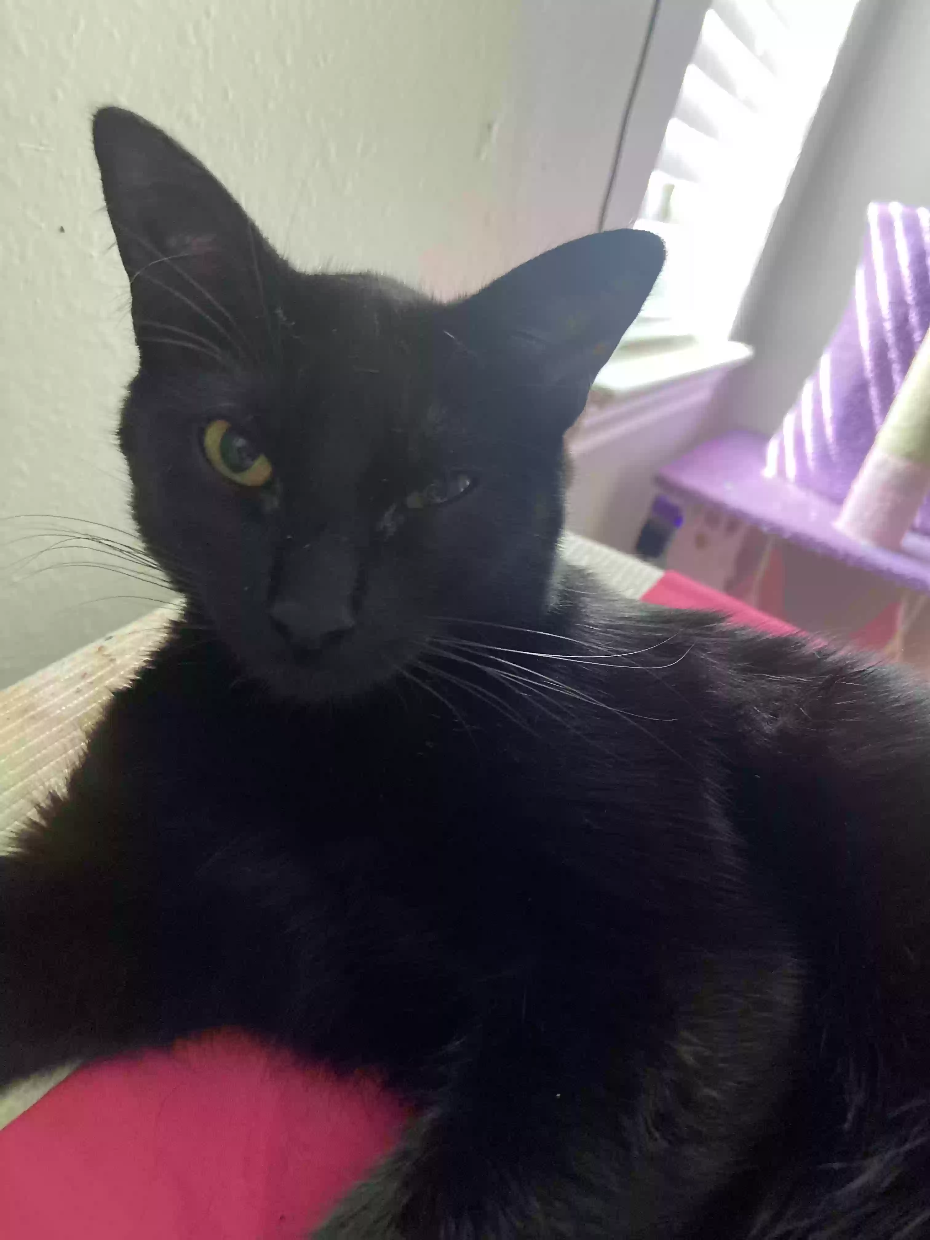 adoptable Cat in Garland,TX named Bean
