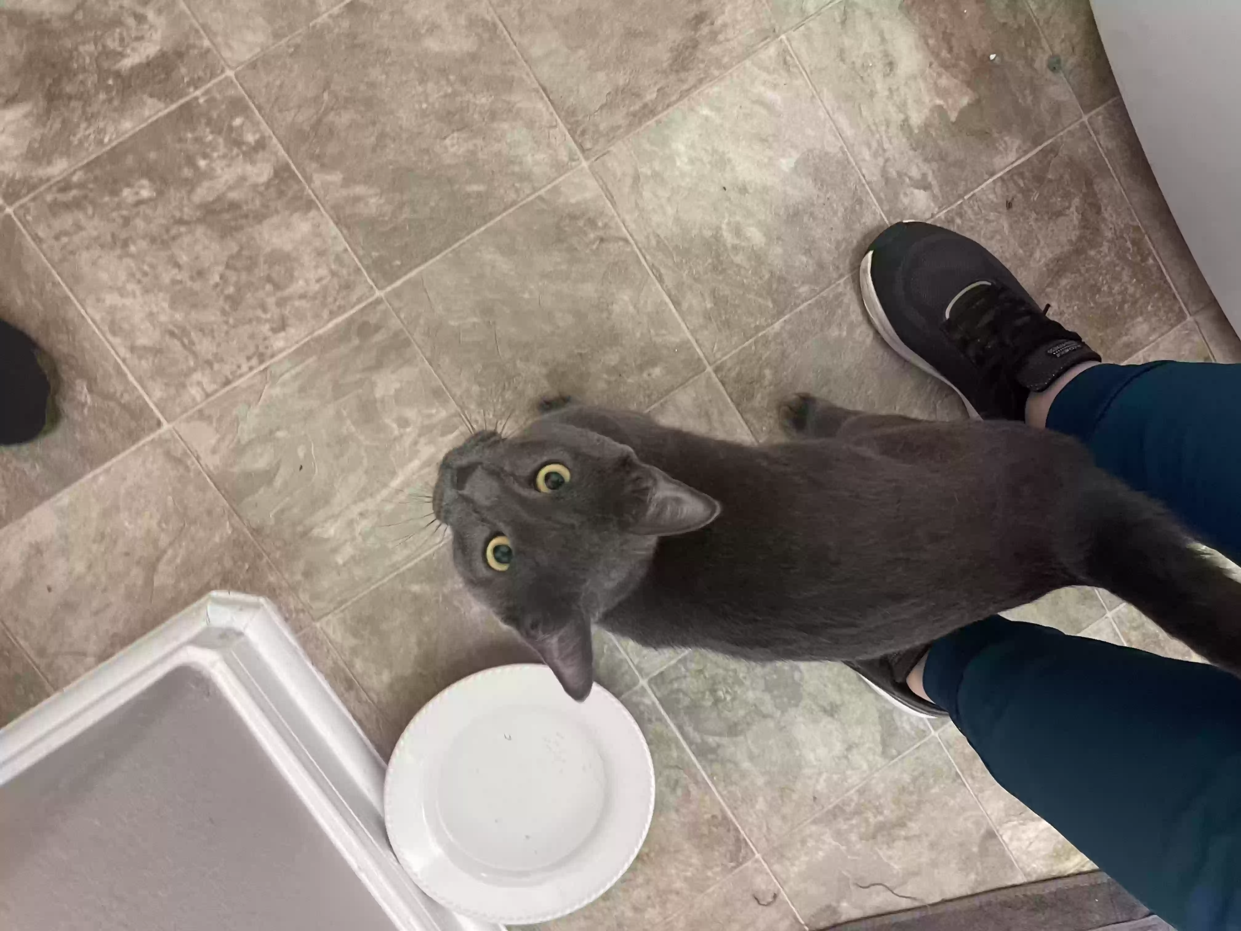 adoptable Cat in Missouri City,TX named Cinemark