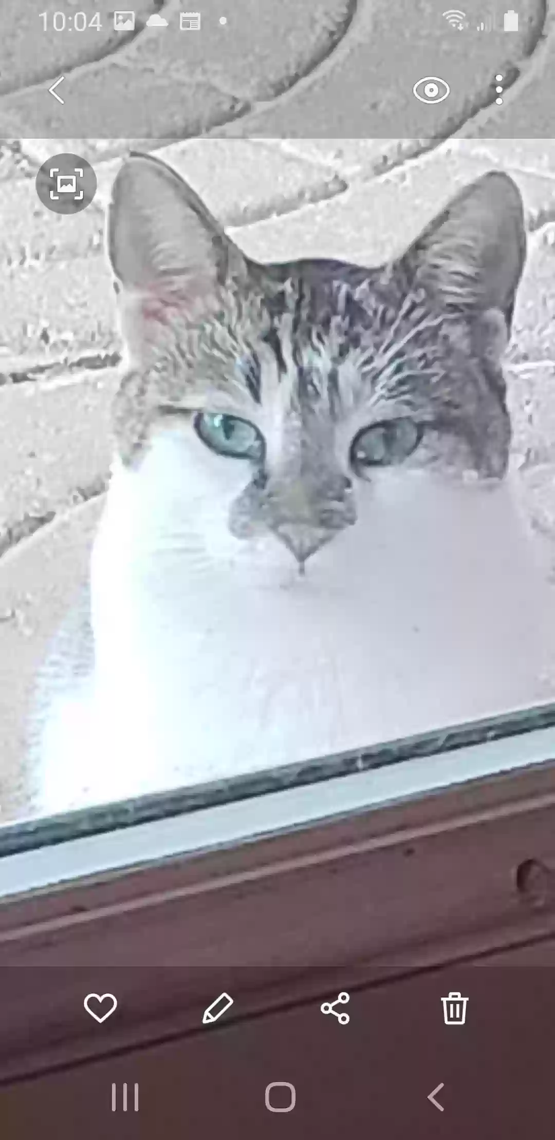 adoptable Cat in Bossier City,LA named Homer