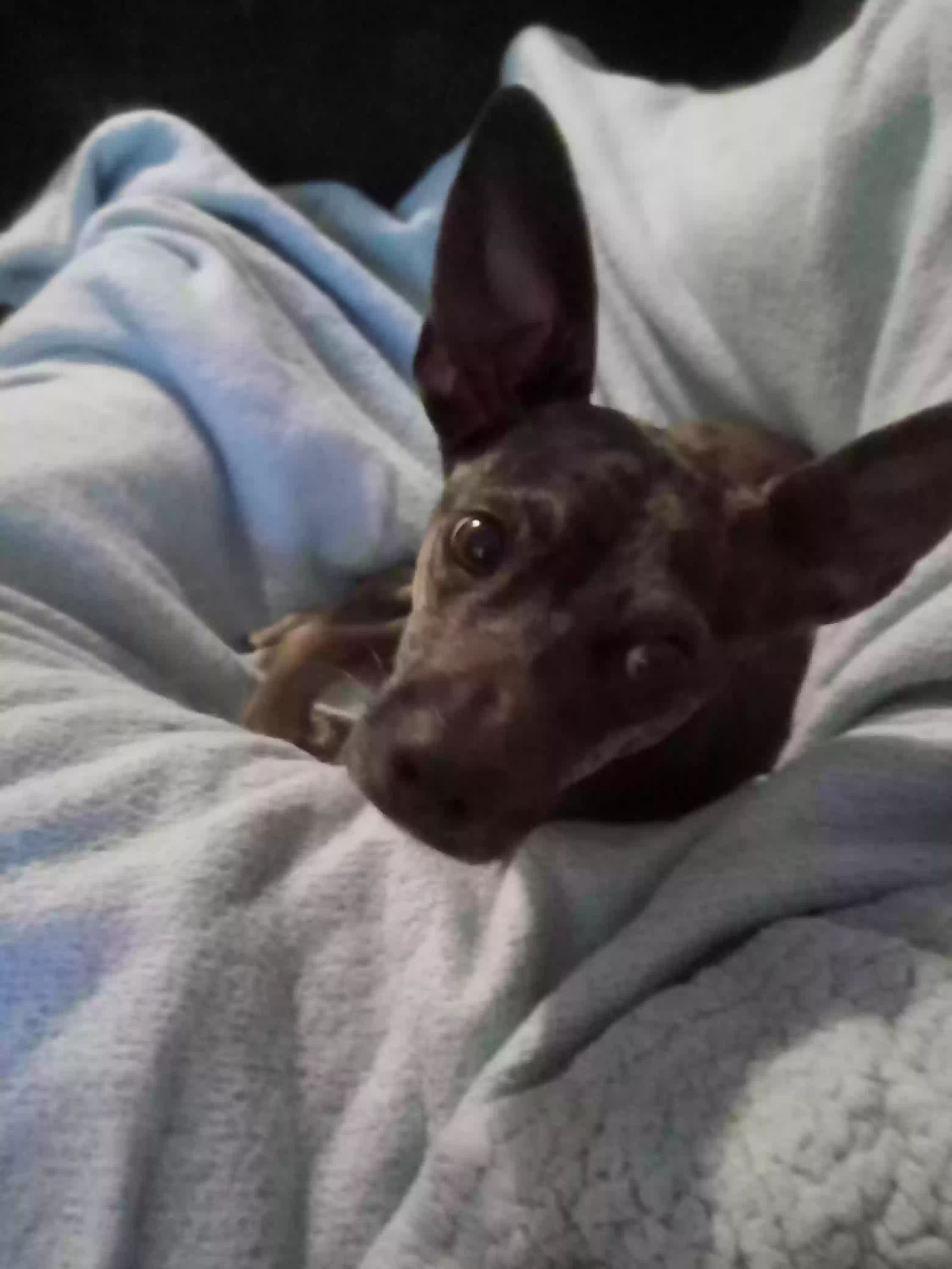 Dog adoption in Garland, TX 75041: Catahoula Mutt Dog 
