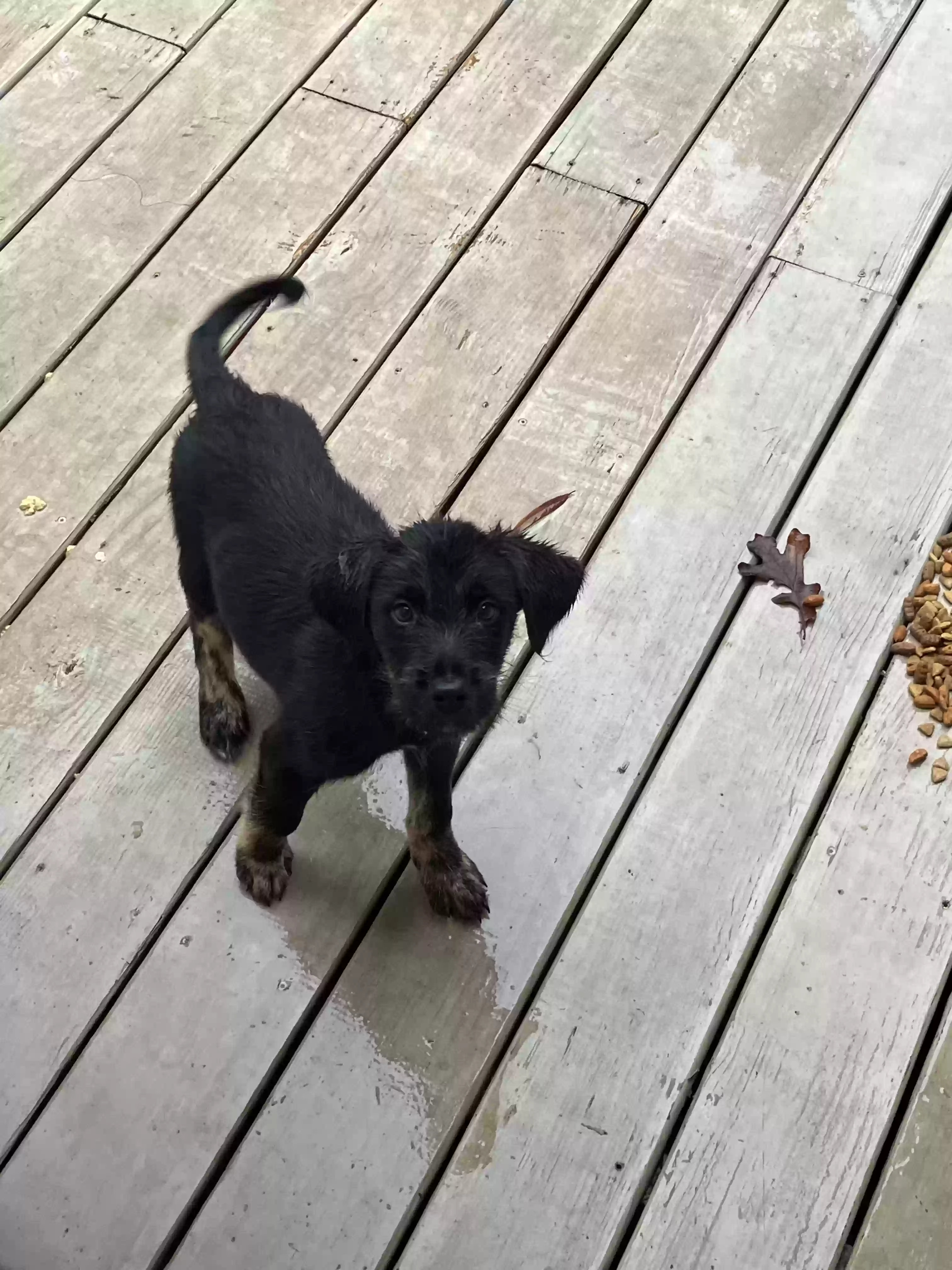 adoptable Dog in Hot Springs National Park,AR named Milo