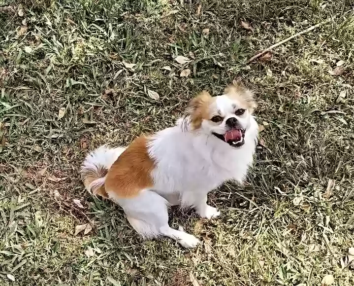 adoptable Dog in Fort Lauderdale,FL named Dez