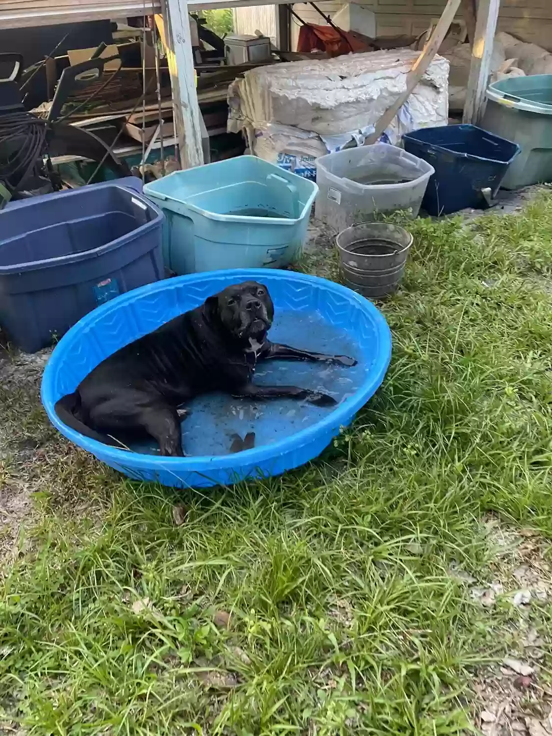 adoptable Dog in Fleming Island,FL named Bandit