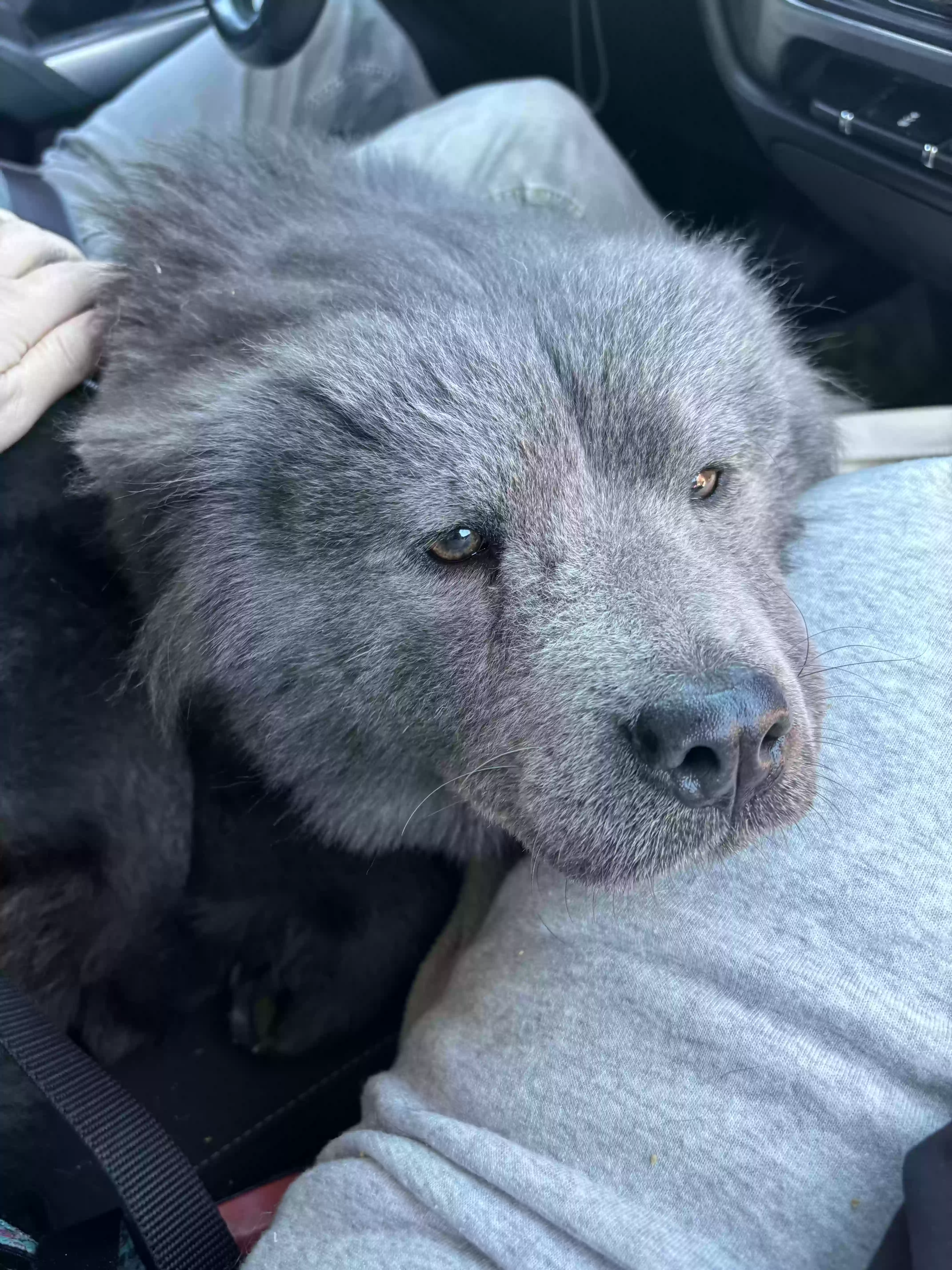 adoptable Dog in Buckeye,AZ named Bear