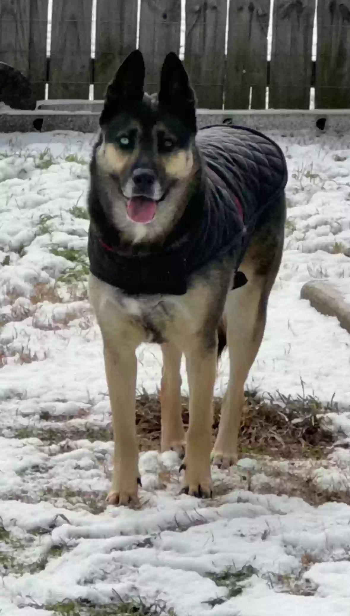 adoptable Dog in Arlington,TX named Mocha