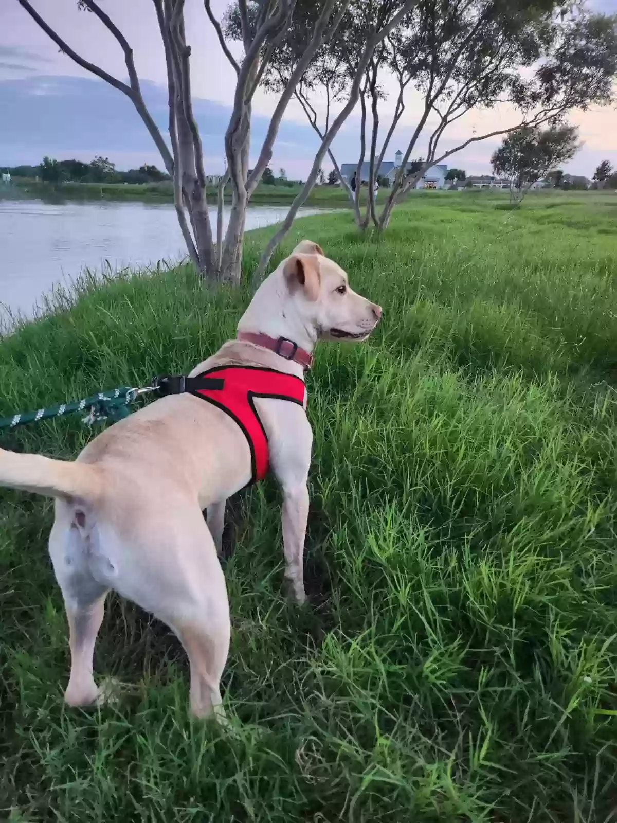 adoptable Dog in Aubrey,TX named Comet