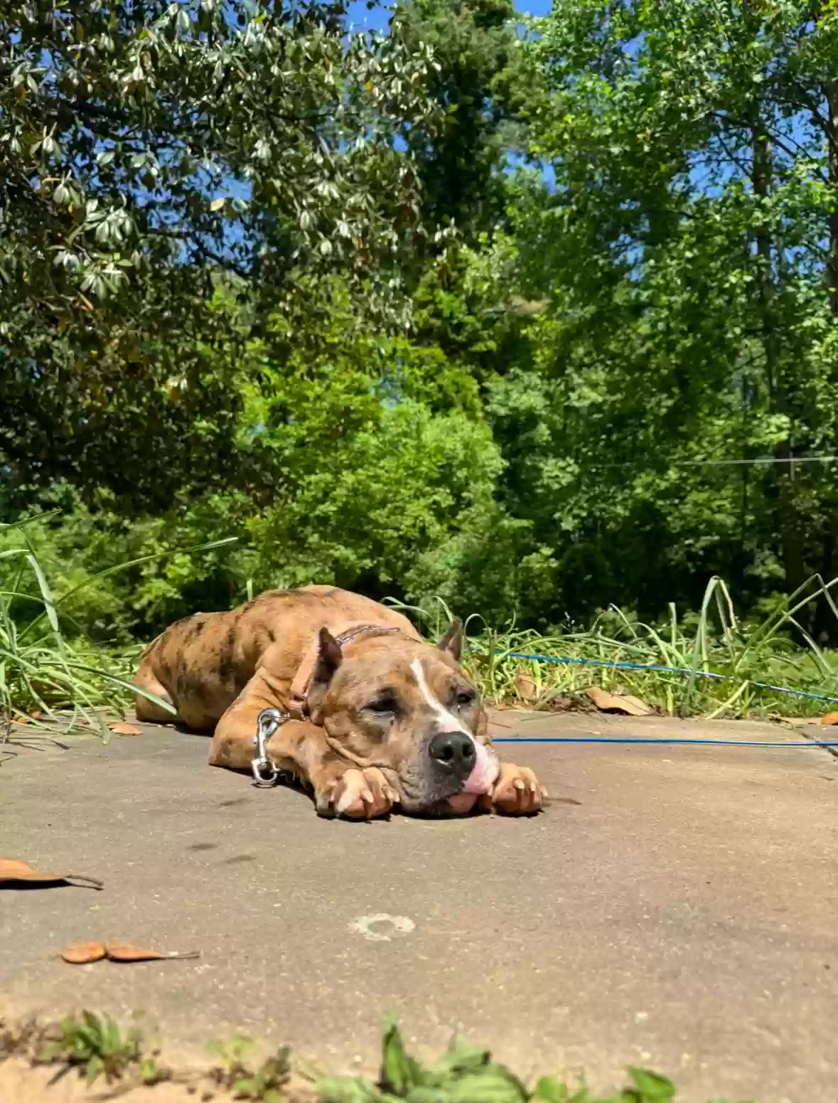 adoptable Dog in Atlanta,GA named Lokelani