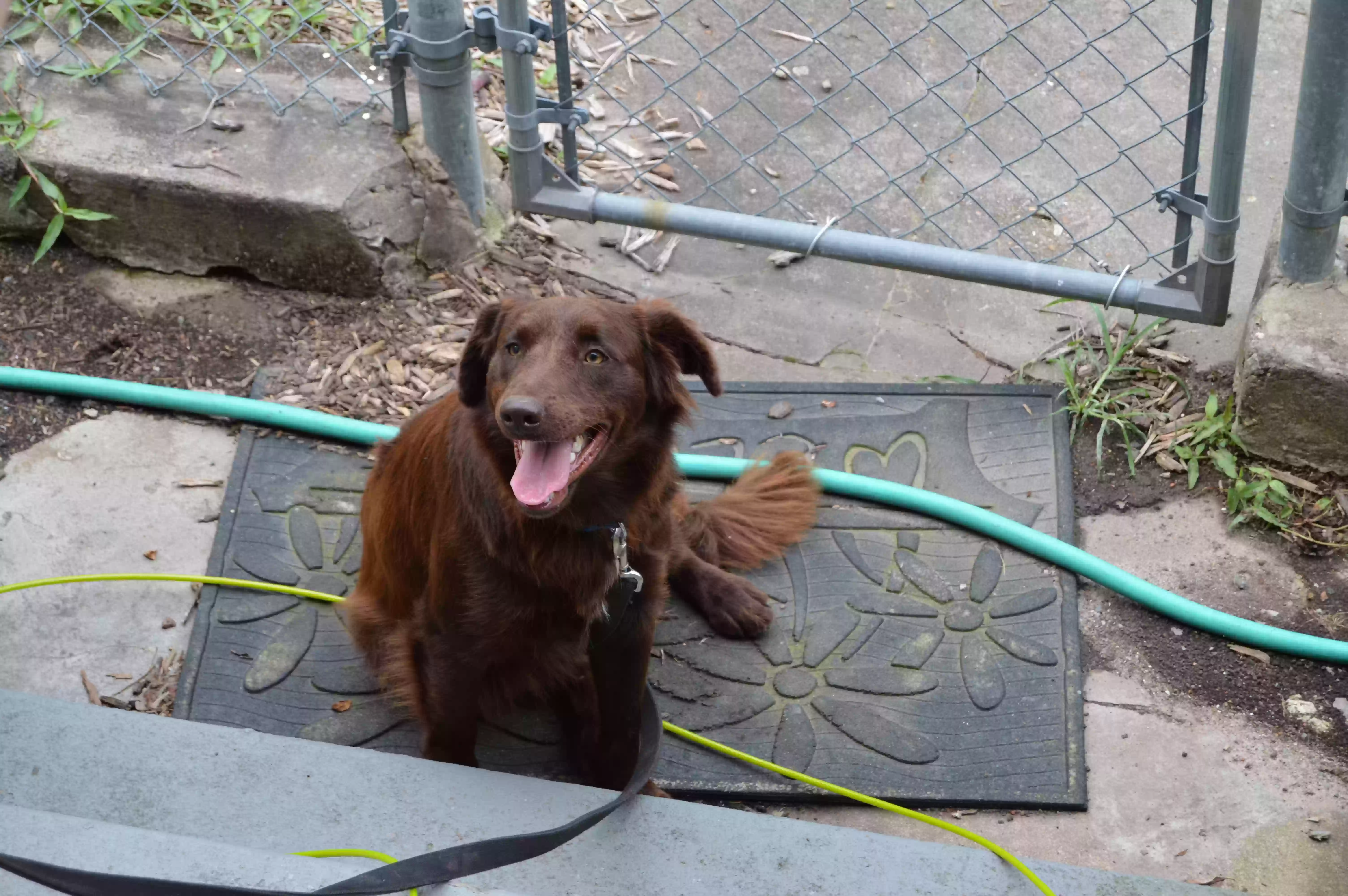 adoptable Dog in Hot Springs National Park,AR named Ginger