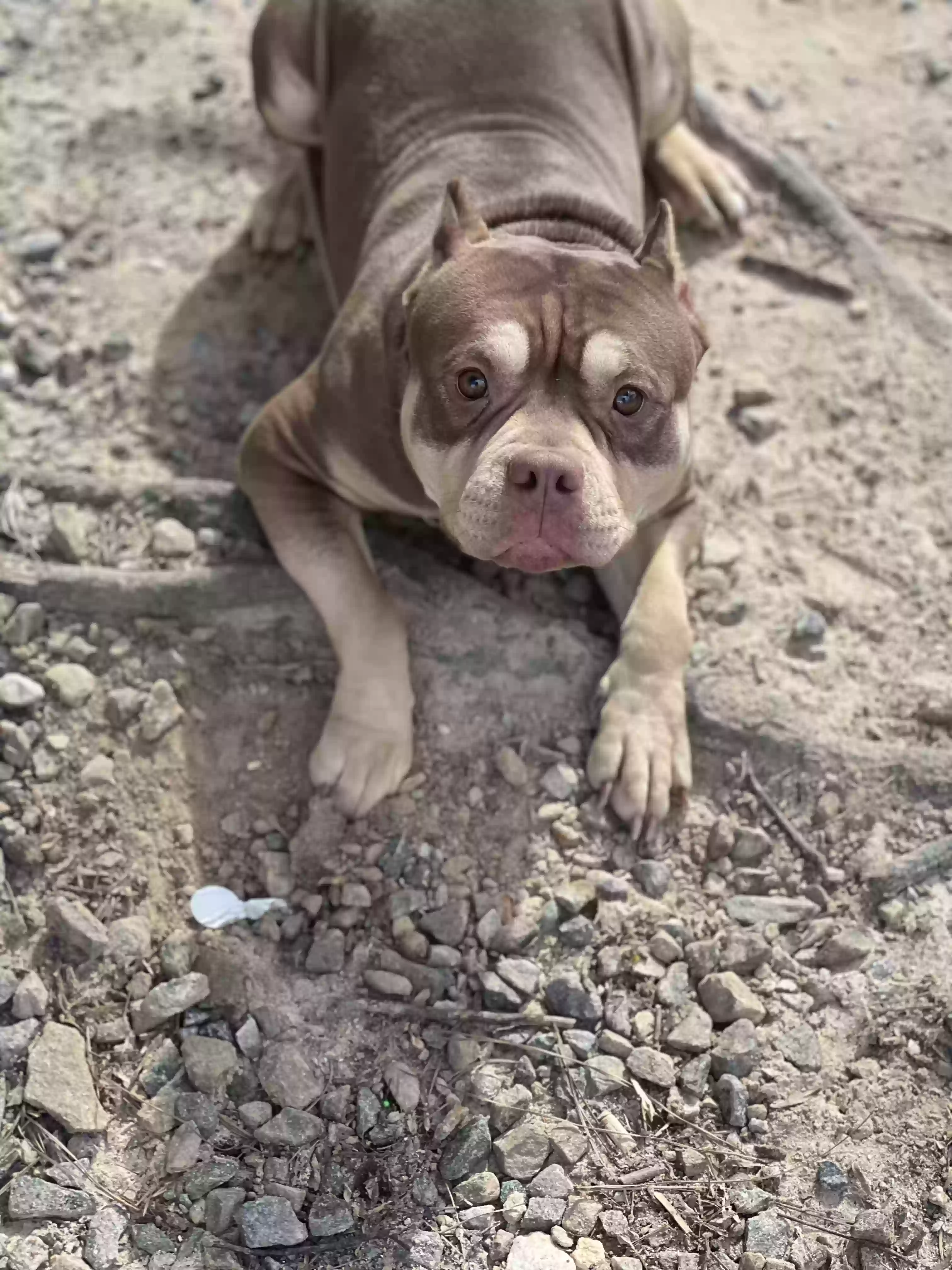 adoptable Dog in Buford,GA named Charlotte