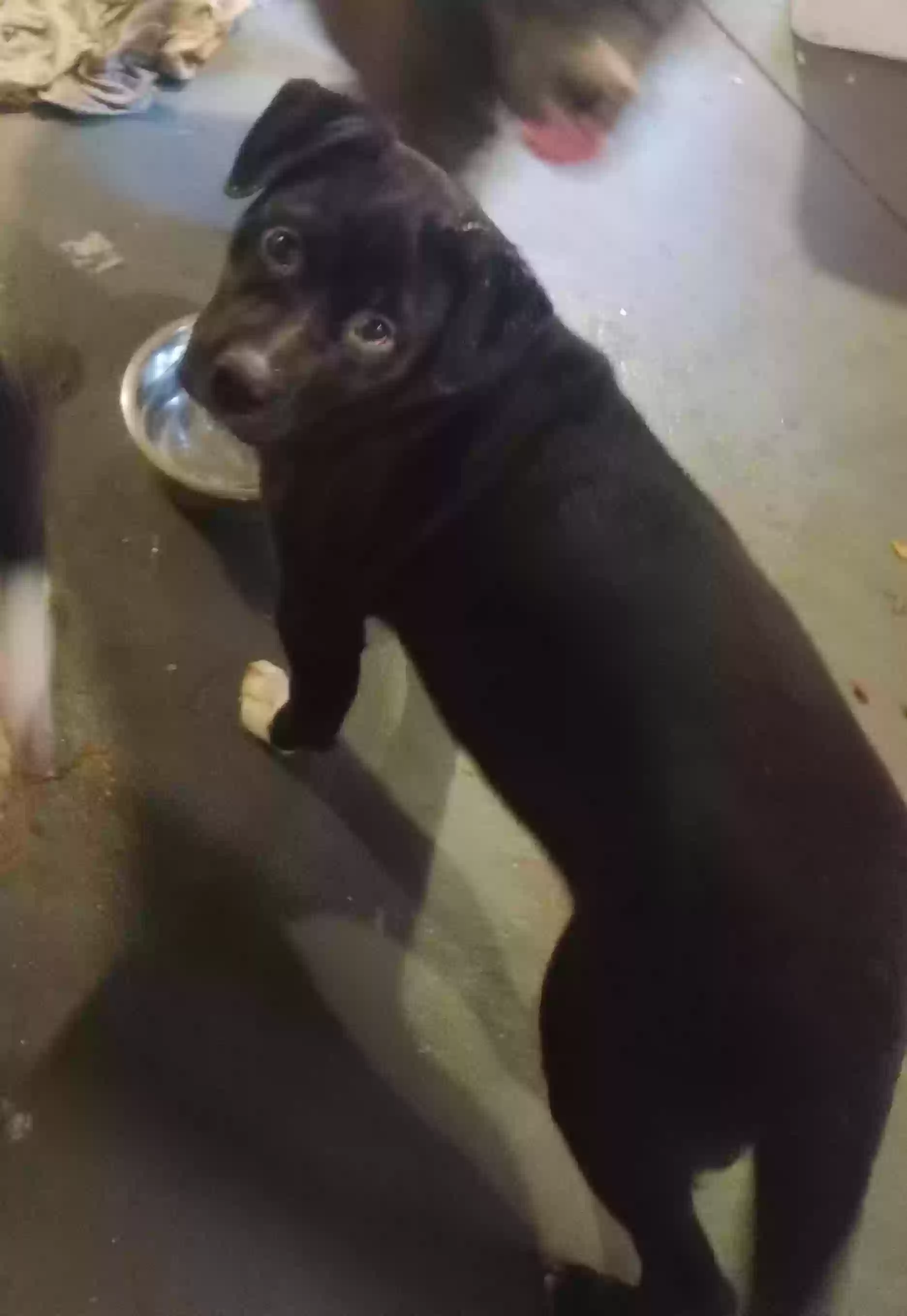adoptable Dog in Cincinnati,OH named Luna