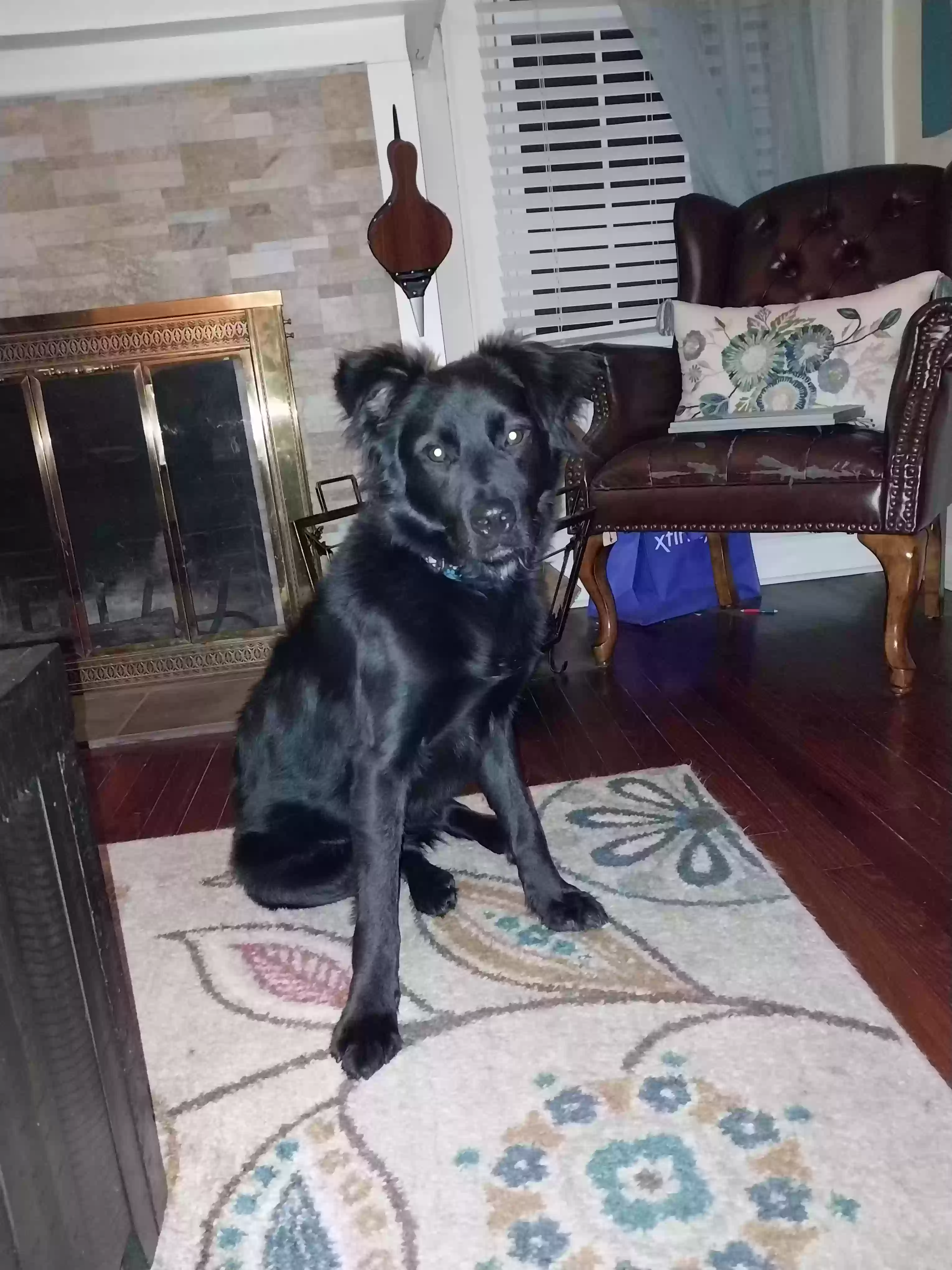 adoptable Dog in Penns Grove,NJ named Shadow