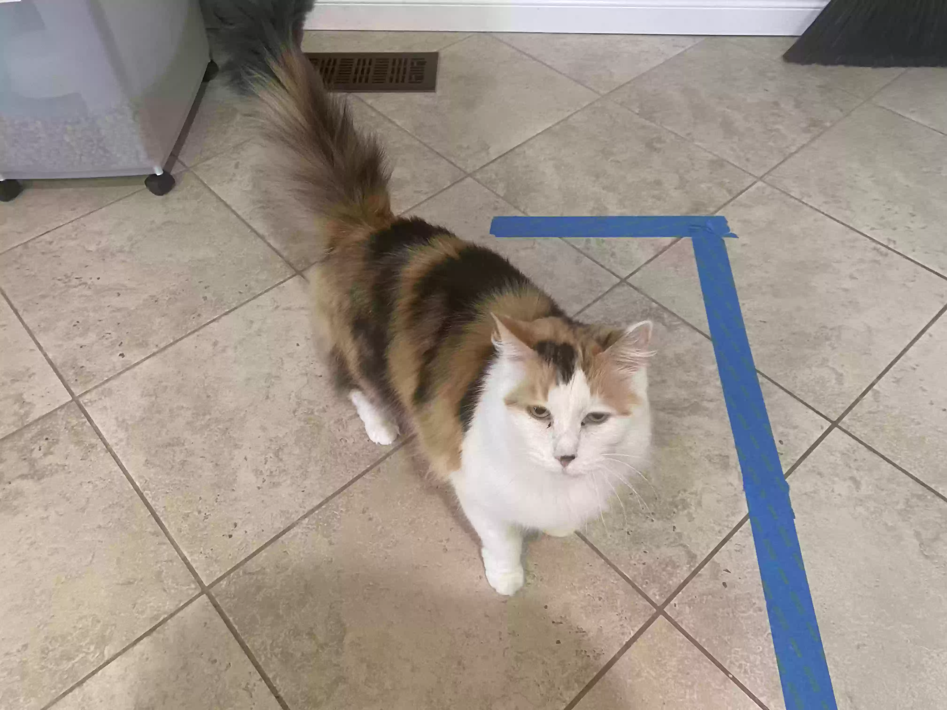 adoptable Cat in Clarkston,MI named Phoebe