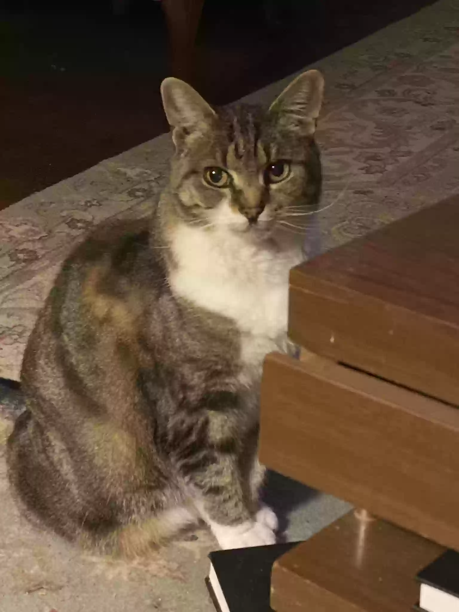 adoptable Cat in Milwaukee,WI named Katrina