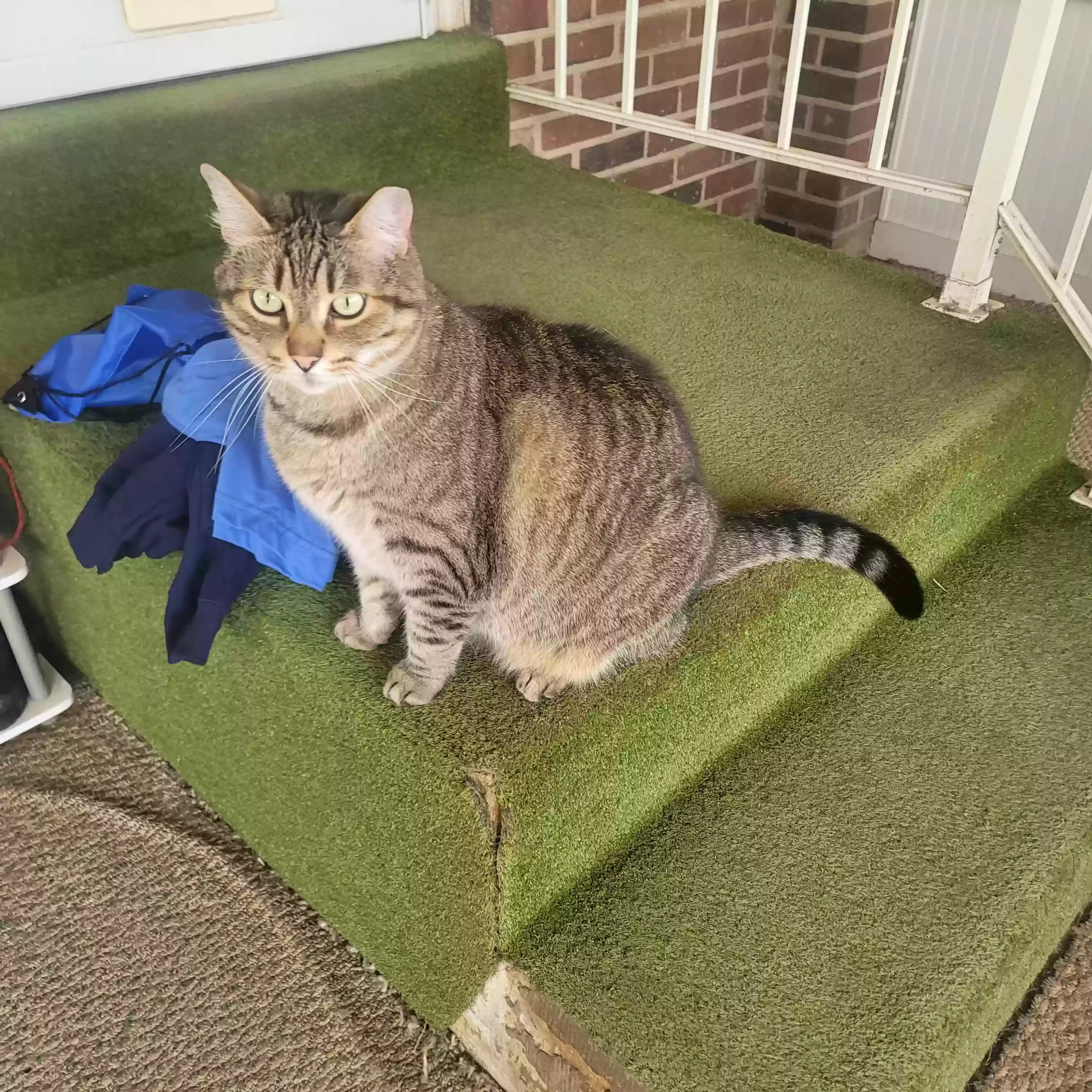 adoptable Cat in Lansdale,PA named Brutus