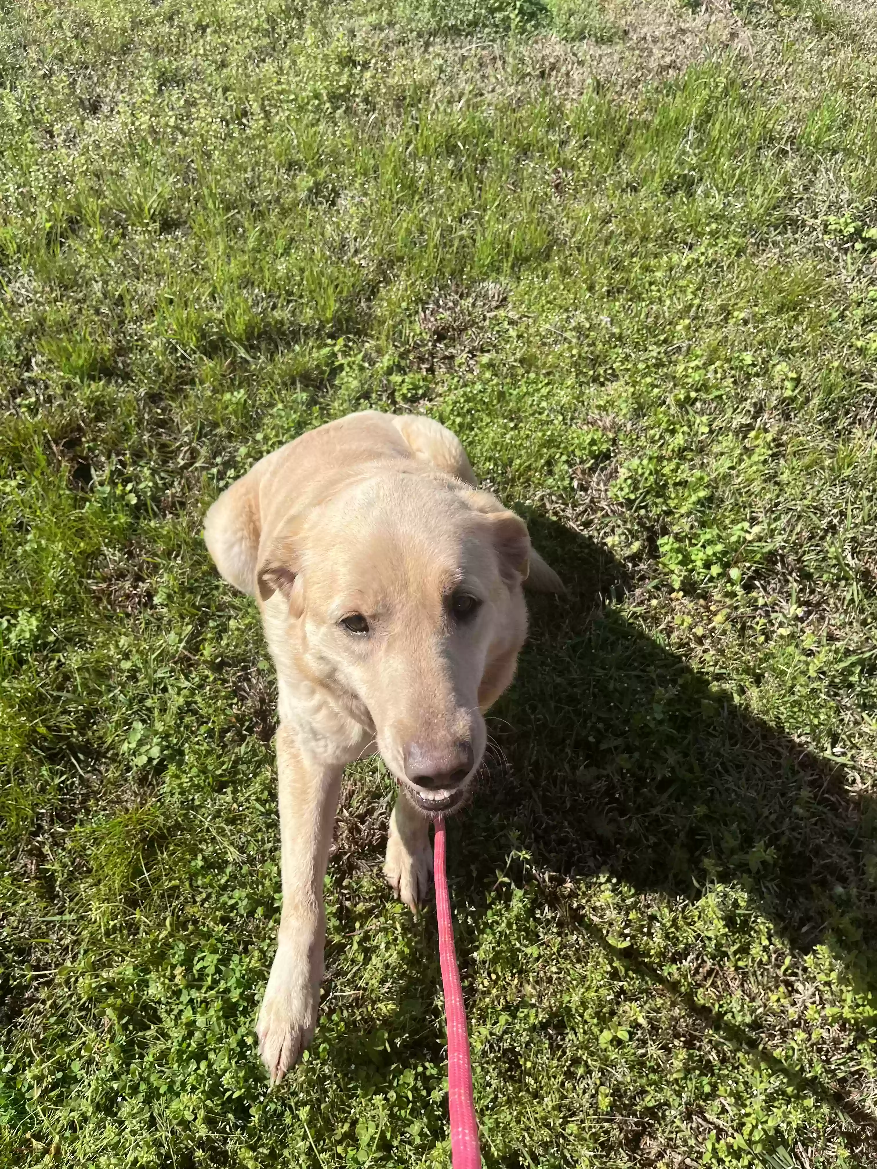 adoptable Dog in Batesville,MS named Gigi