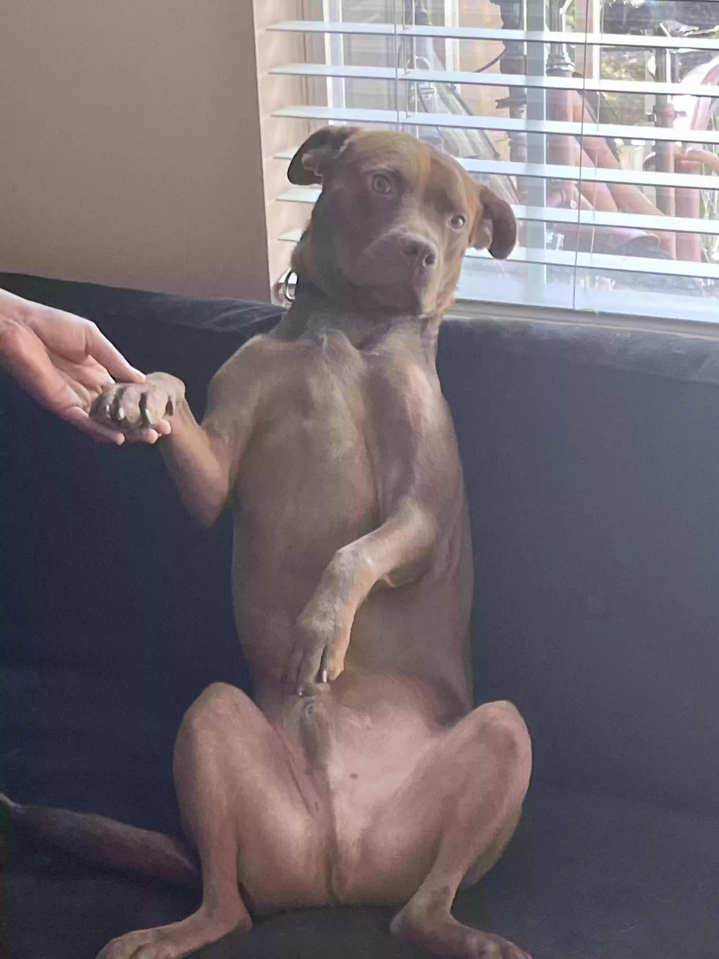 adoptable Dog in Atlanta,GA named Chase