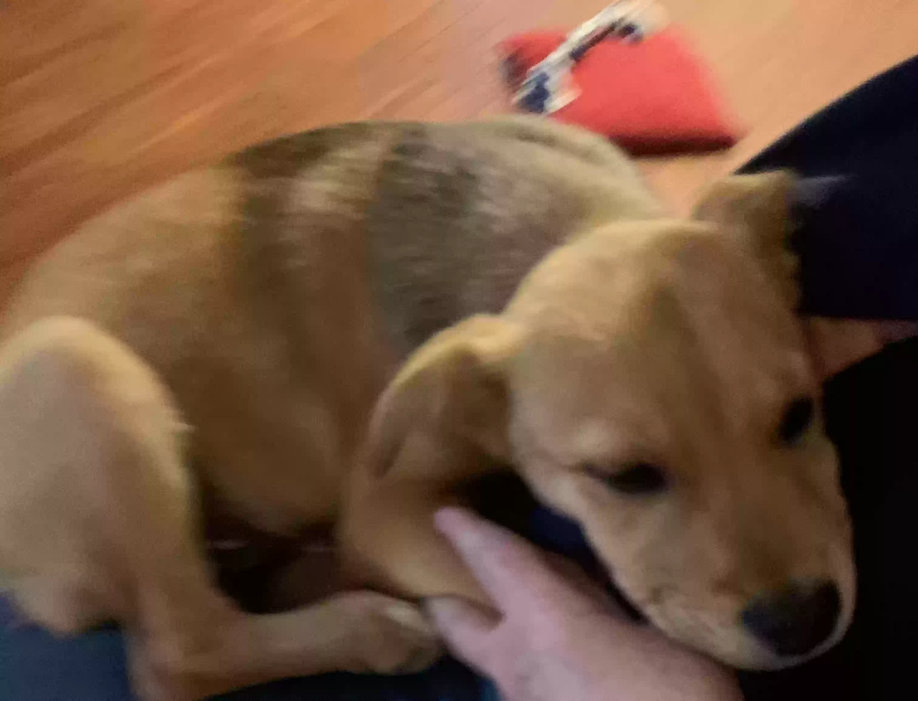 adoptable Dog in Cherryvale,KS named Biscuit