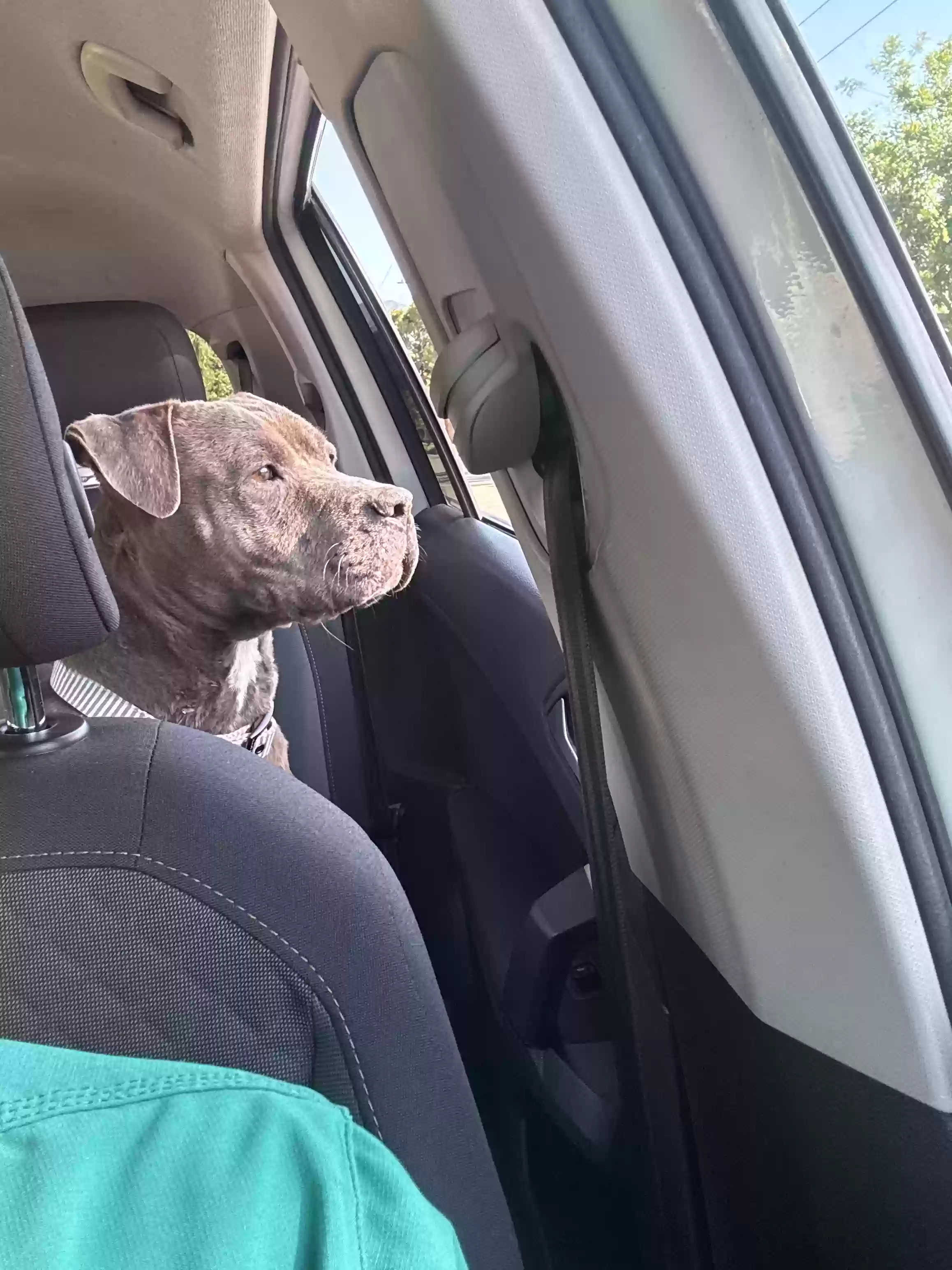 adoptable Dog in Azusa,CA named Flower