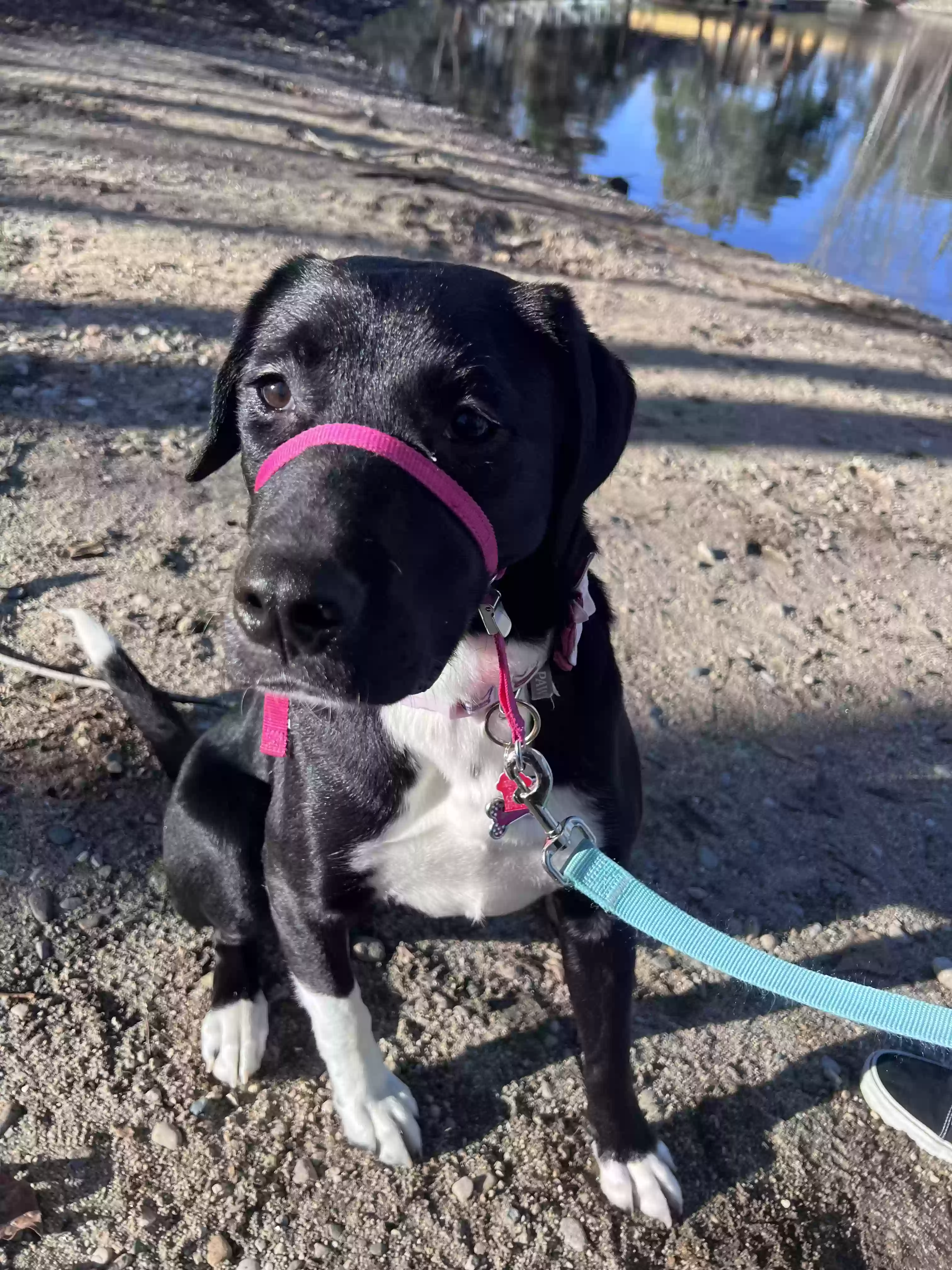 adoptable Dog in Garden City,ID named Sophia