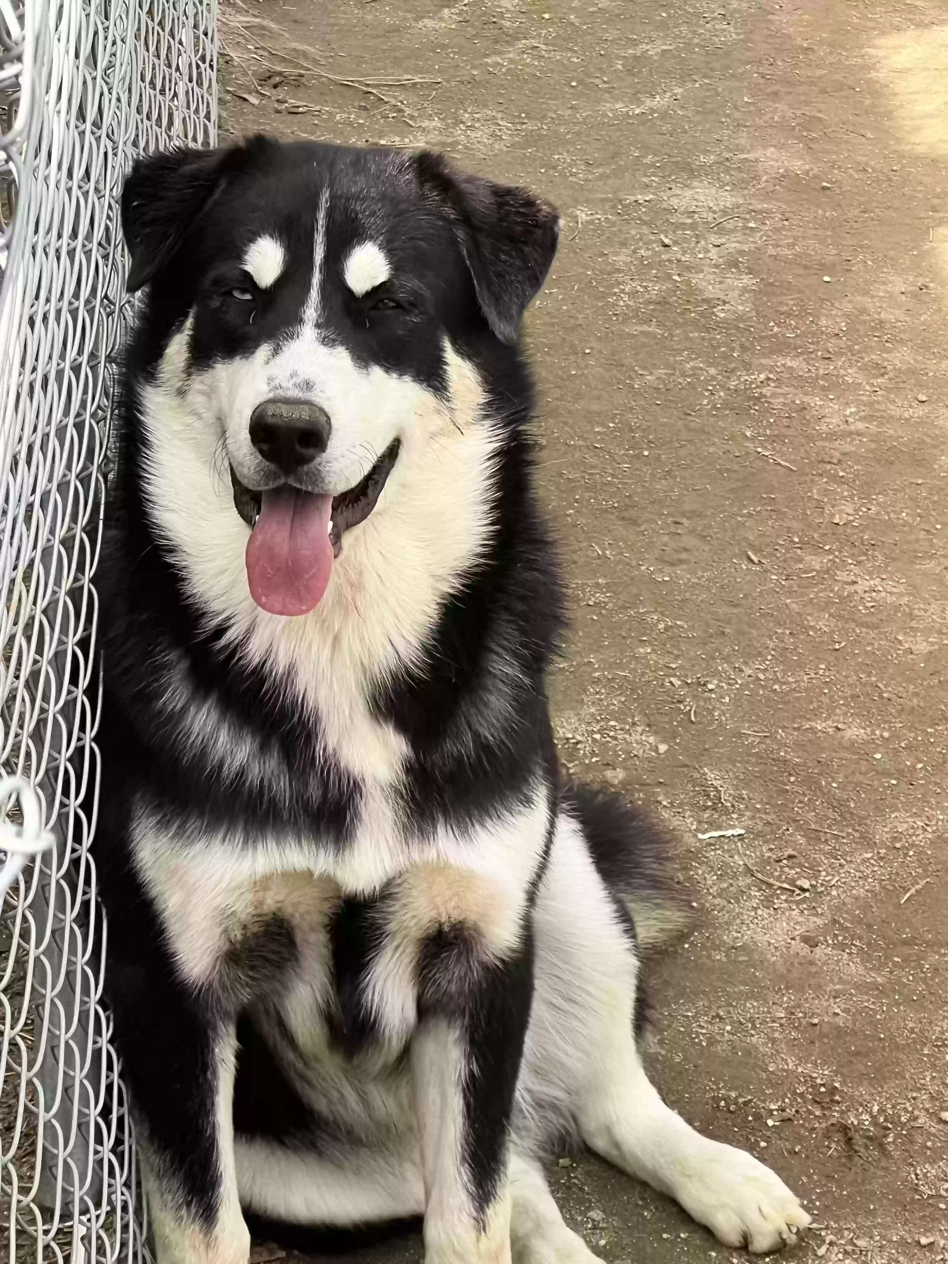 adoptable Dog in Riverside,CA named Shadow