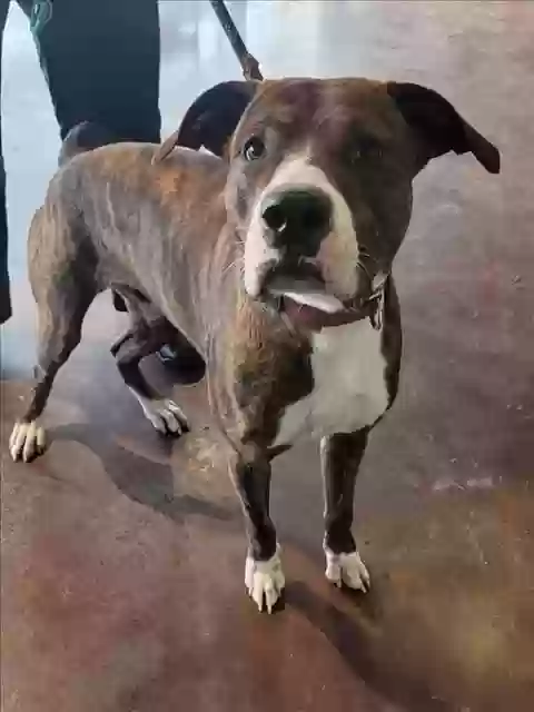 adoptable Dog in Houston,TX named Huncho