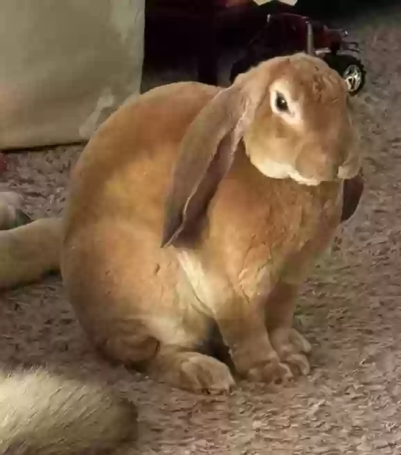 adoptable  in Simi Valley,CA named Little Bunny