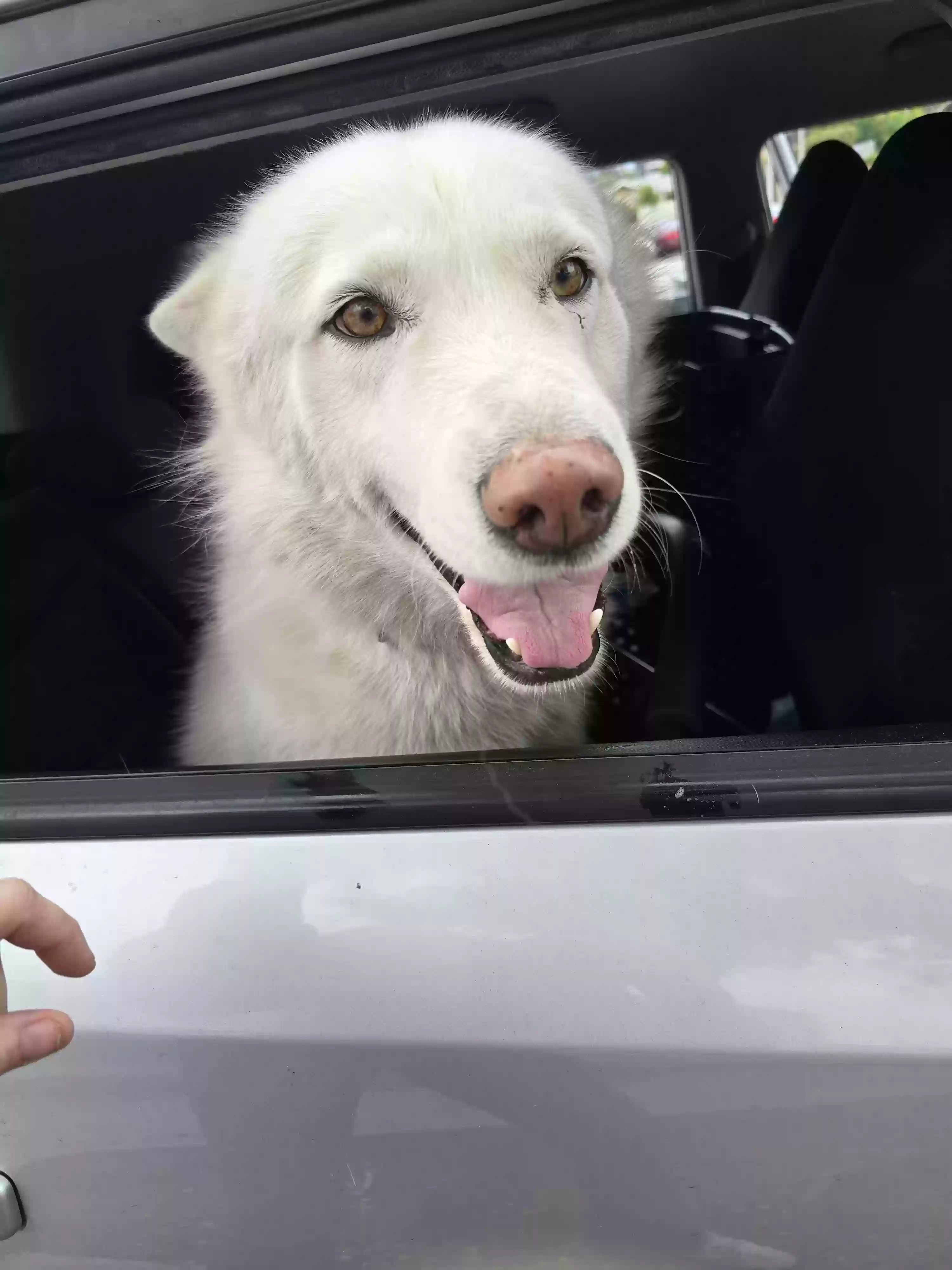 adoptable Dog in Covina,CA named ?