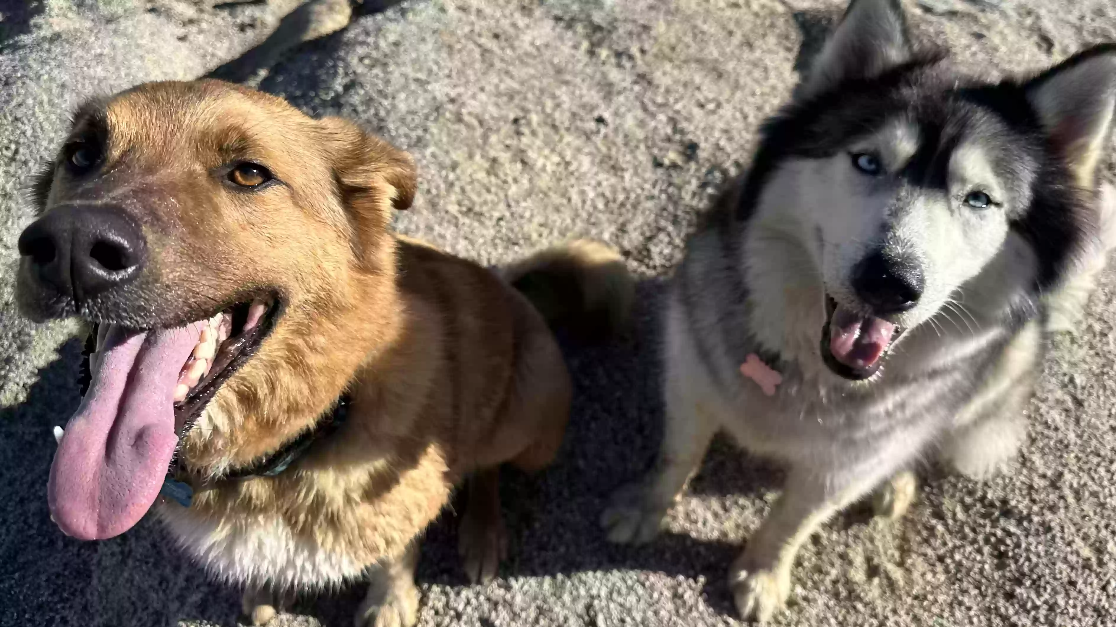 adoptable Dog in Oregon House,CA named 