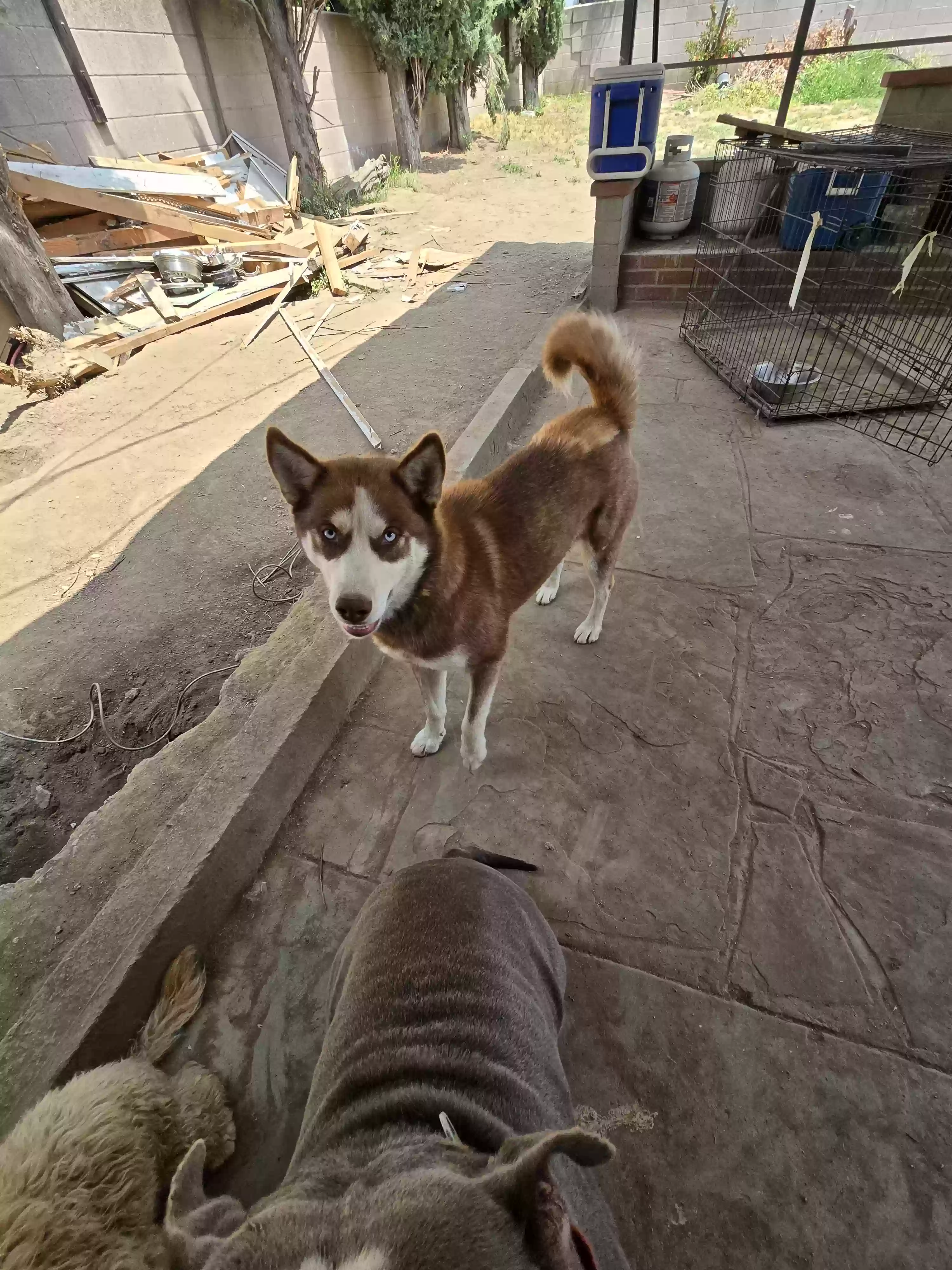 adoptable Dog in San Bernardino,CA named 