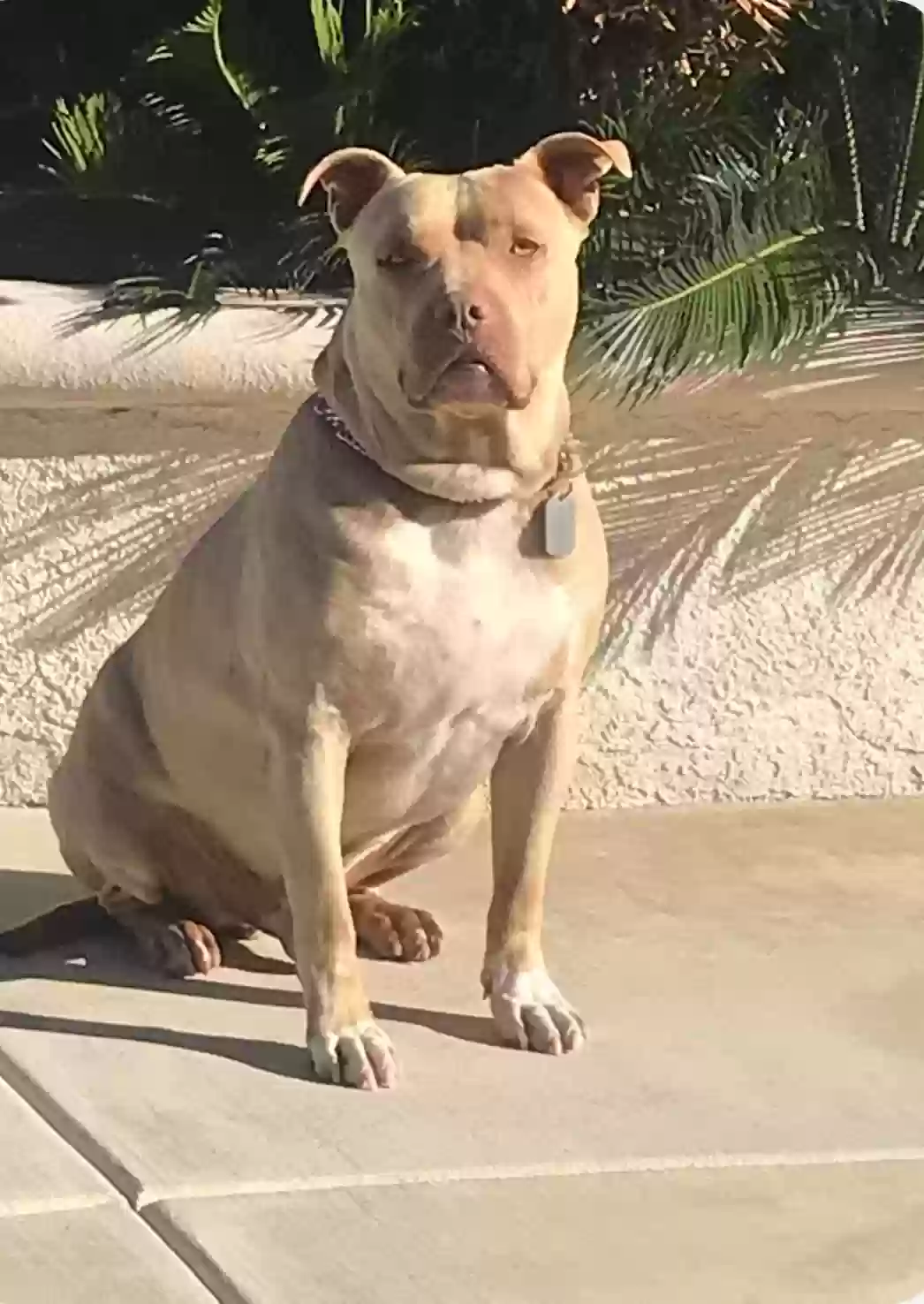 adoptable Dog in Murrieta,CA named Tyson