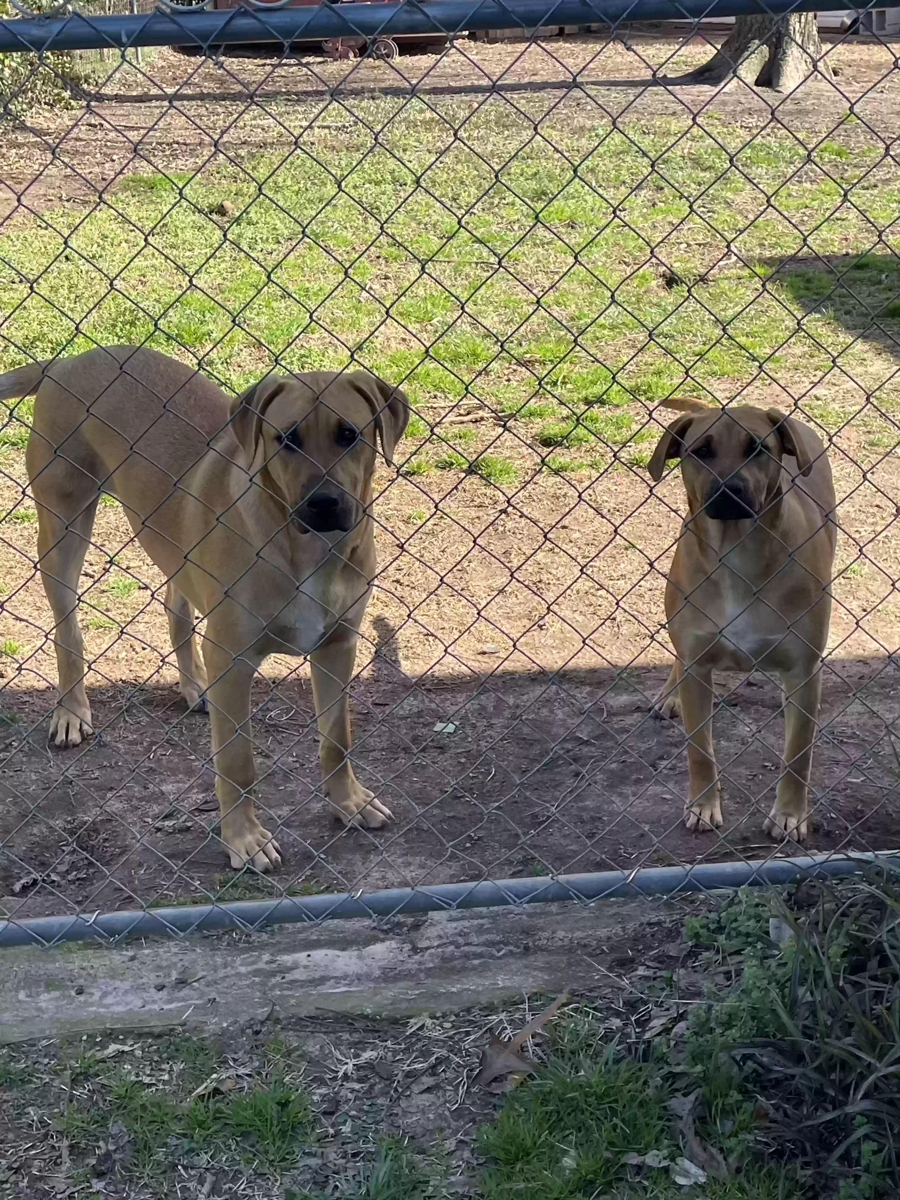 adoptable Dog in Anderson,SC named Daisy