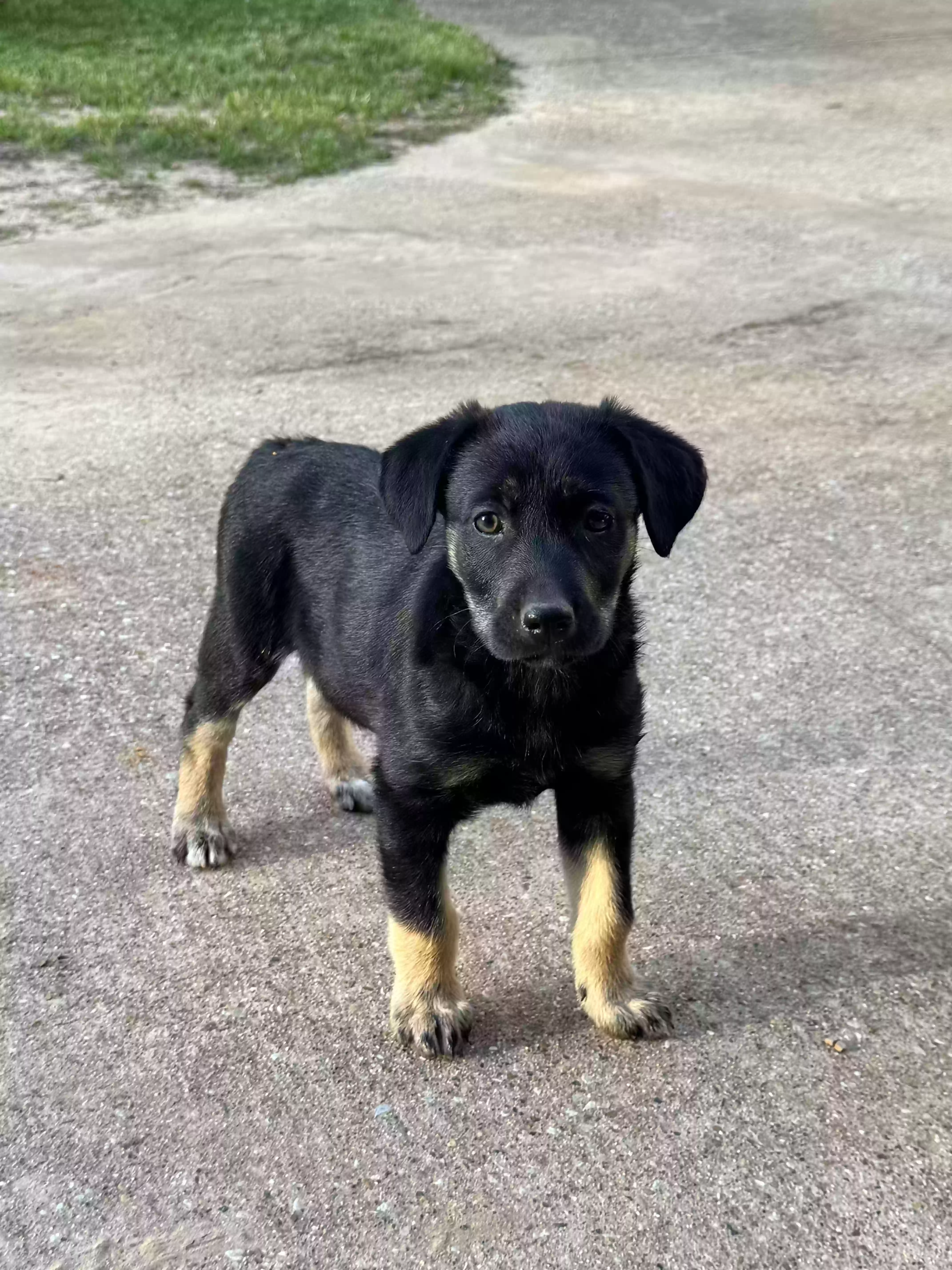 adoptable Dog in Brownsboro,TX named Yapper