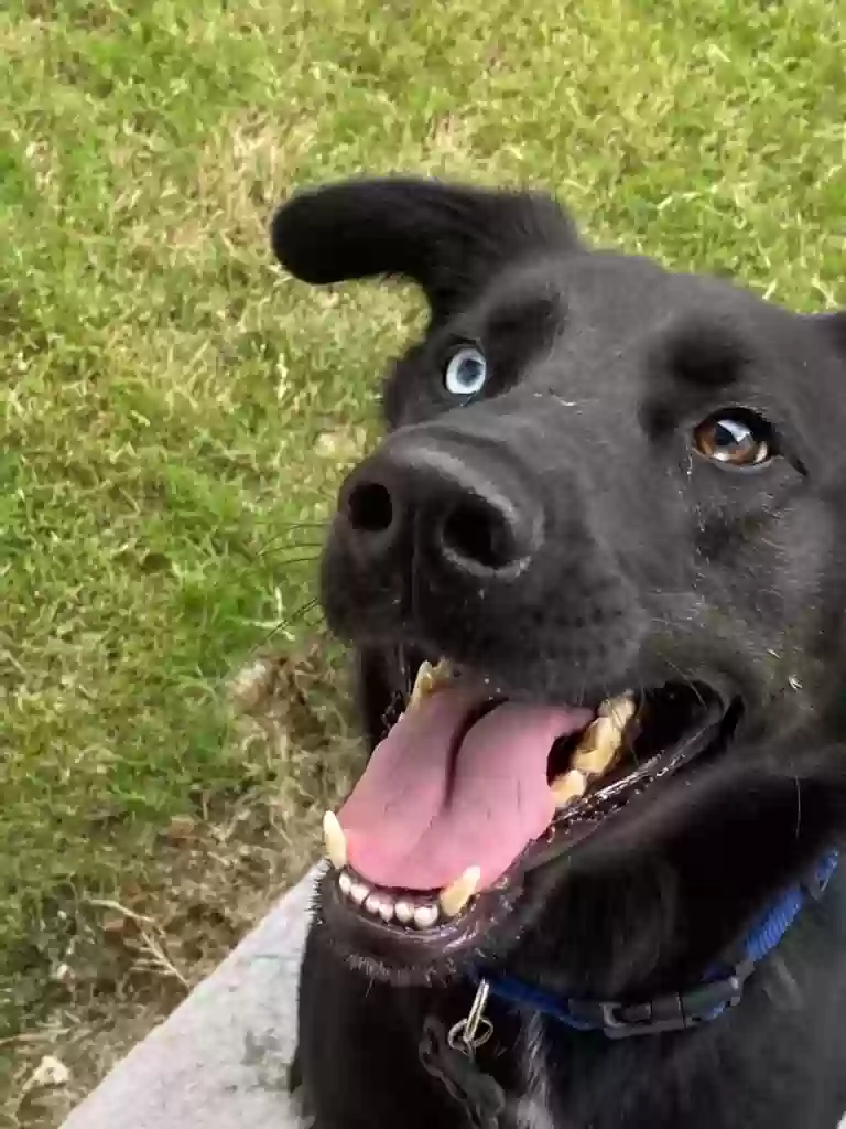 adoptable Dog in Dallas,TX named Toby