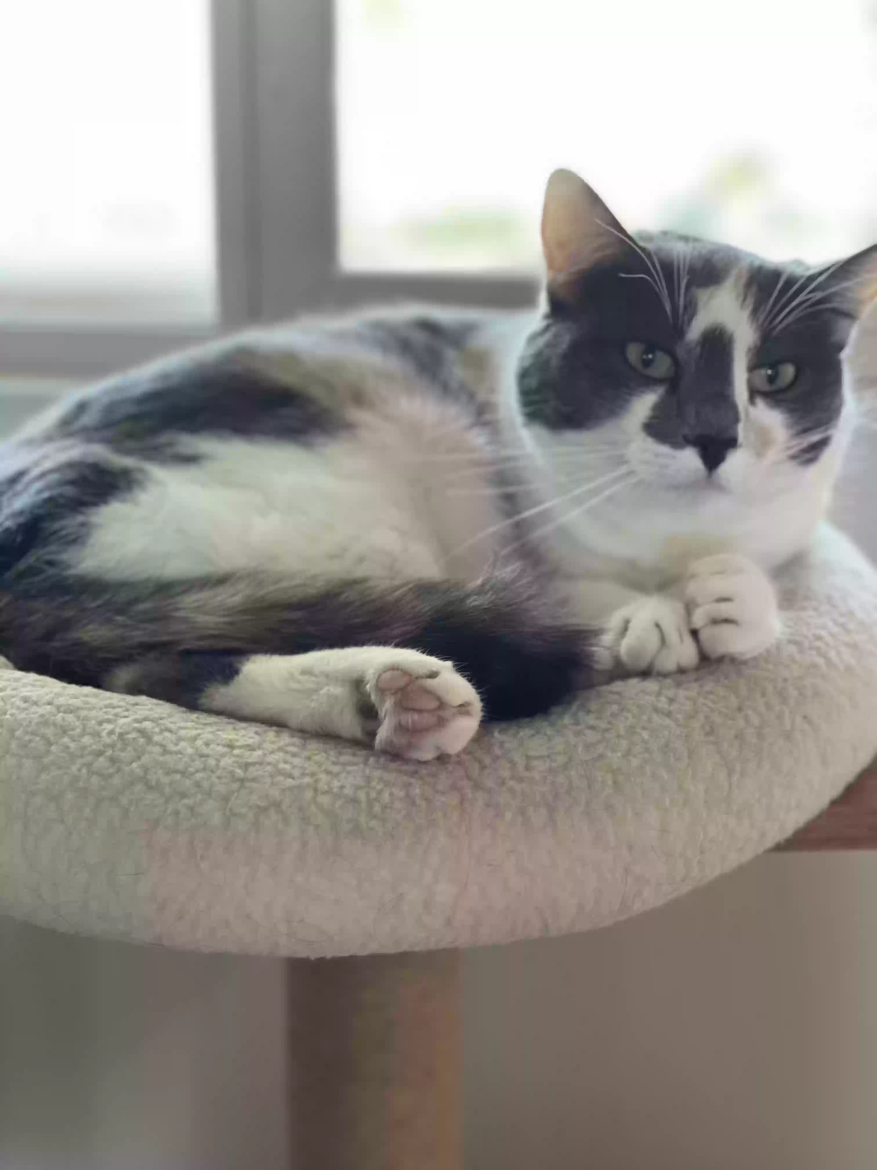 Cat adoption in Bakersfield, CA 93311: Calico Cat 