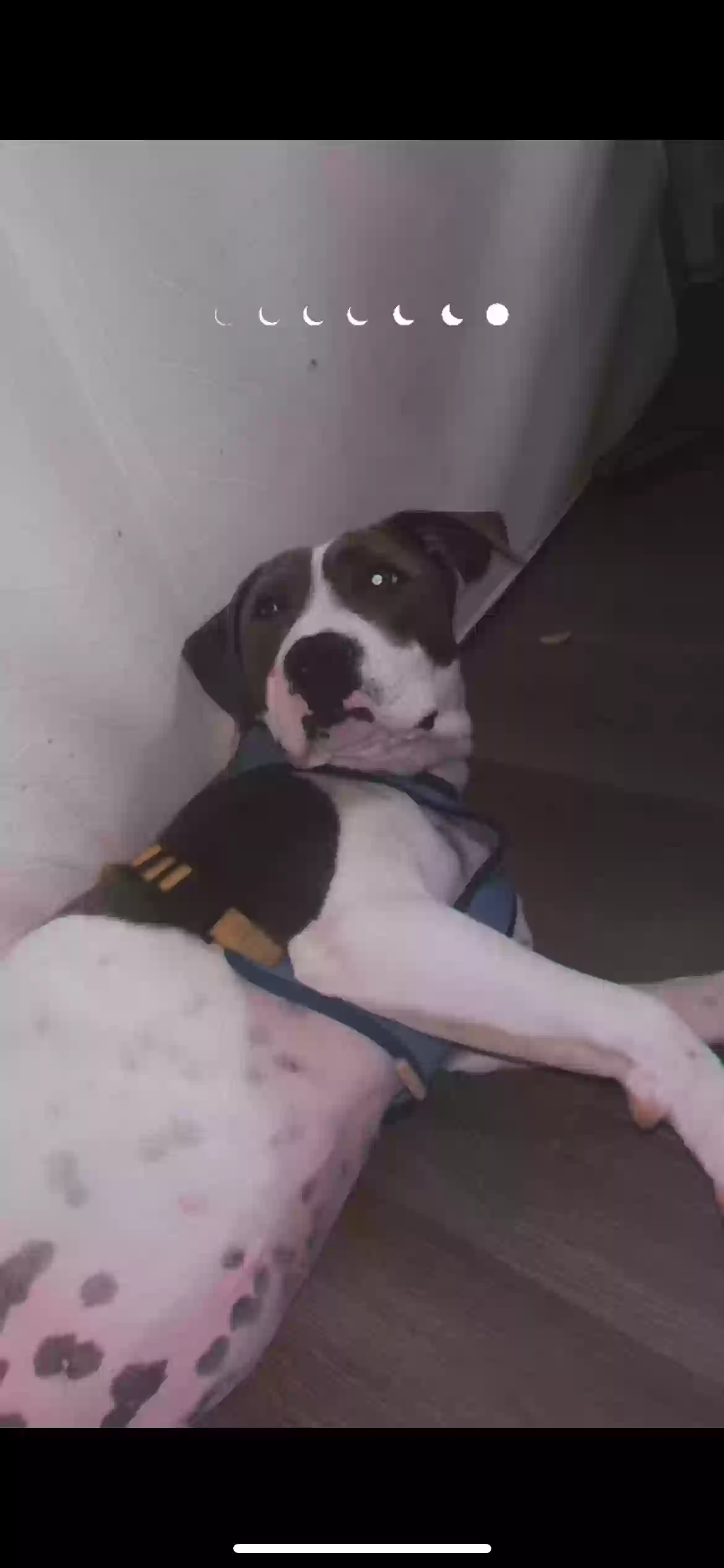 adoptable Dog in San Juan Capistrano,CA named Lucy