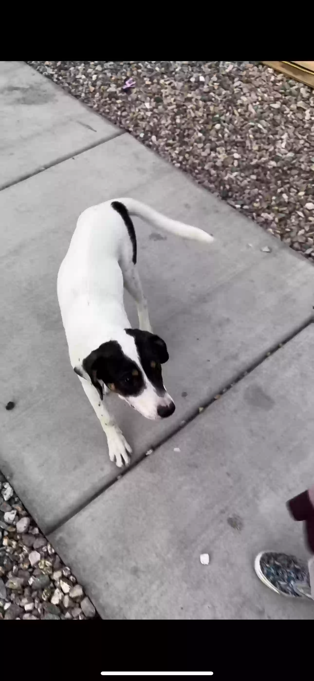 adoptable Dog in Thermal,CA named Oreo