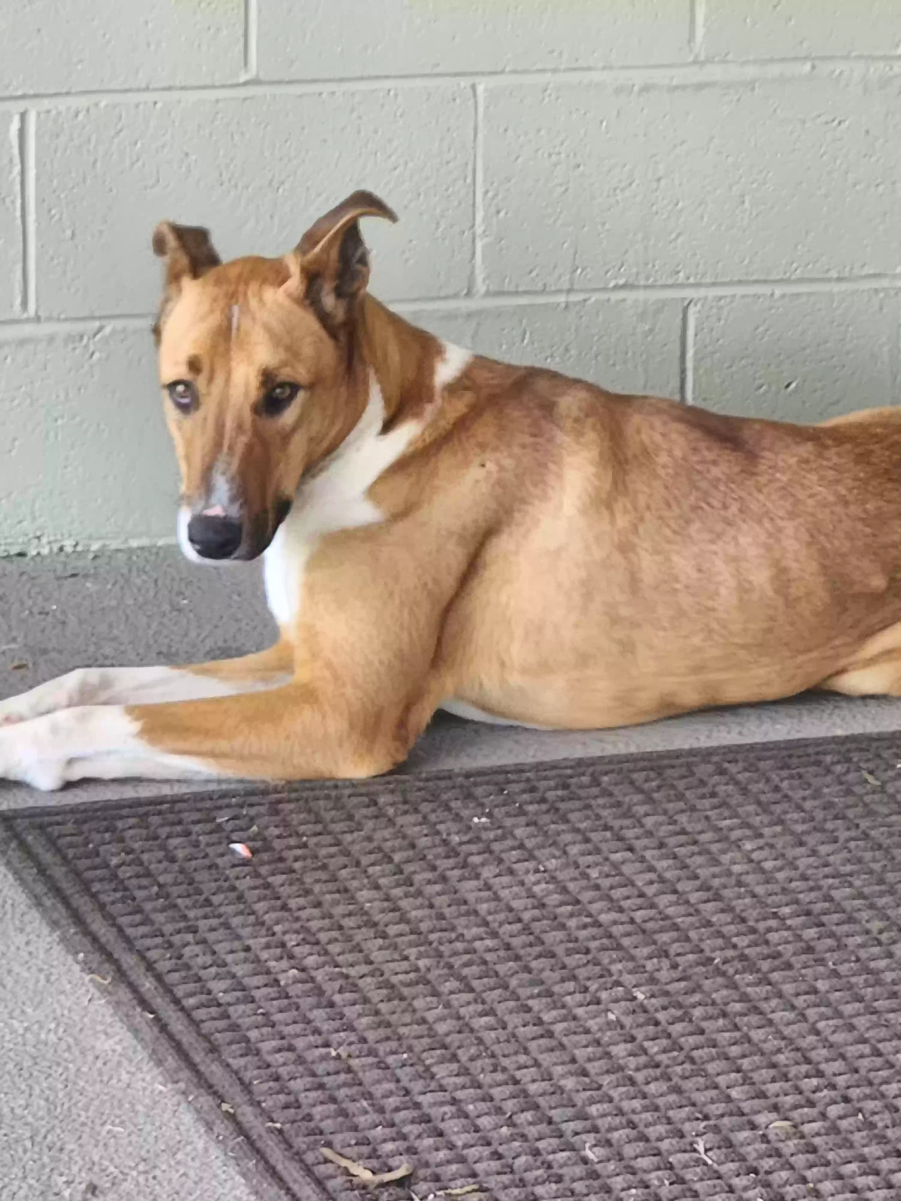 adoptable Dog in Liberty,KY named 