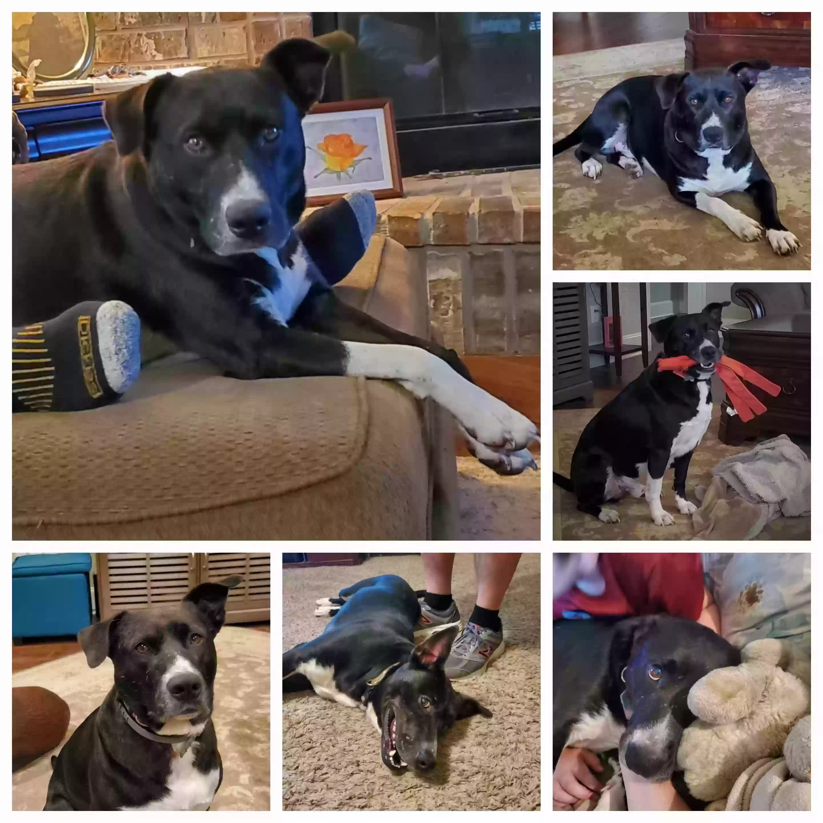 adoptable Dog in Midlothian,TX named Jack