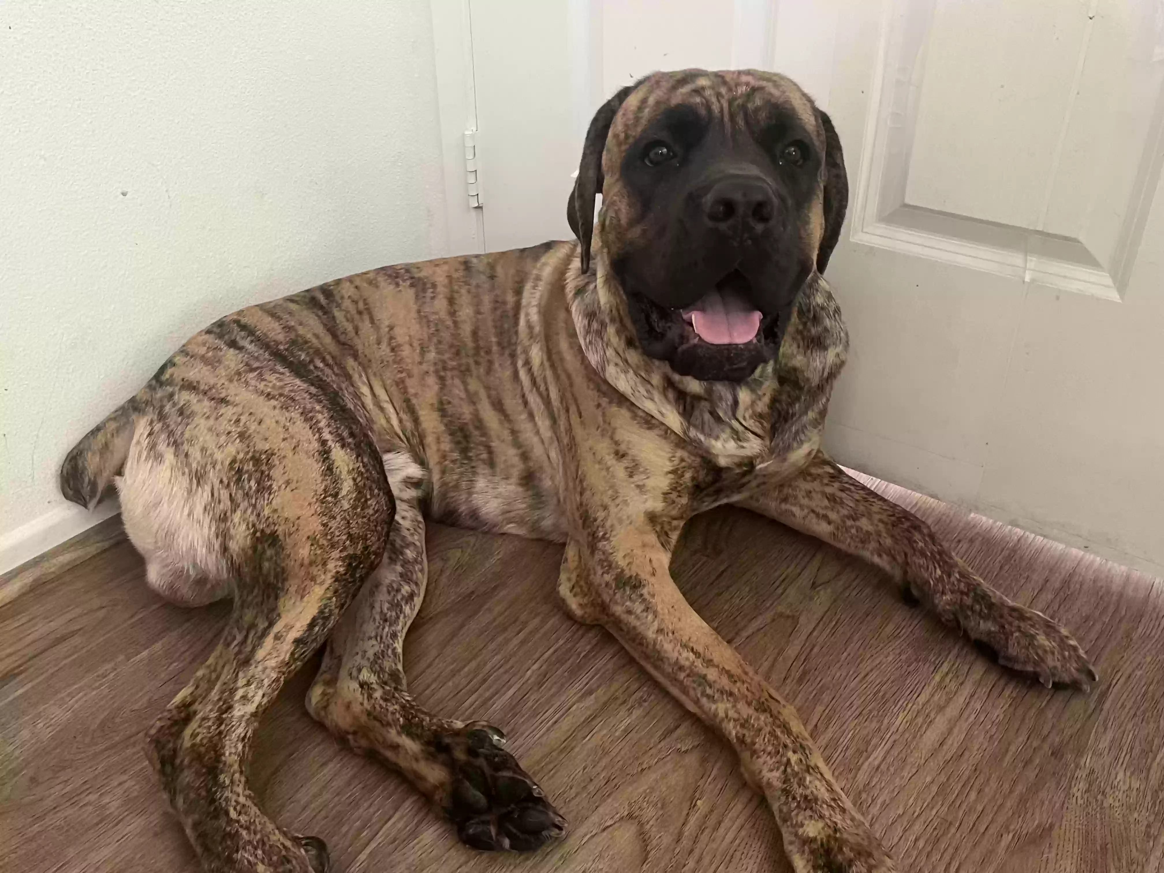 adoptable Dog in Ontario,CA named Ace