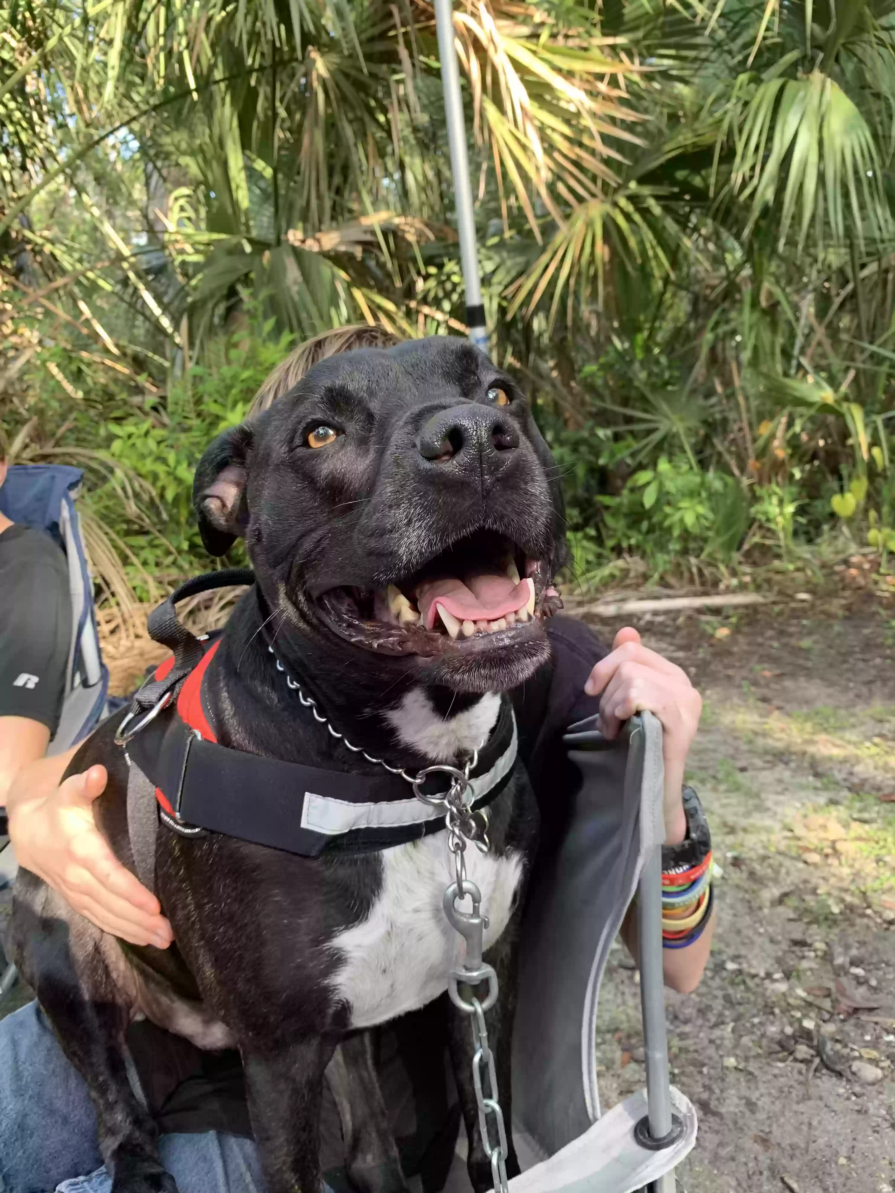 adoptable Dog in Homestead,FL named Max