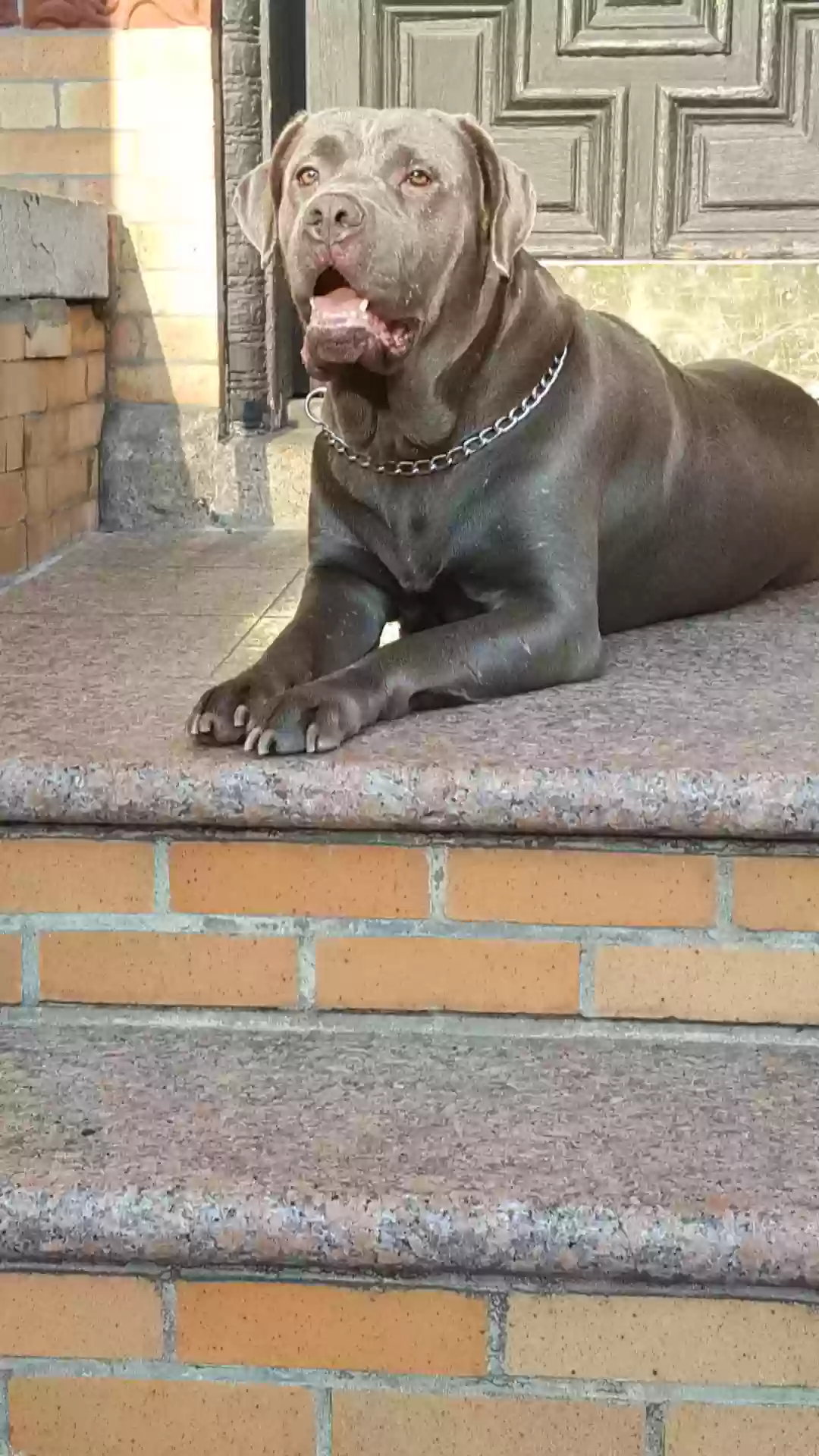 adoptable Dog in Brooklyn,NY named silver