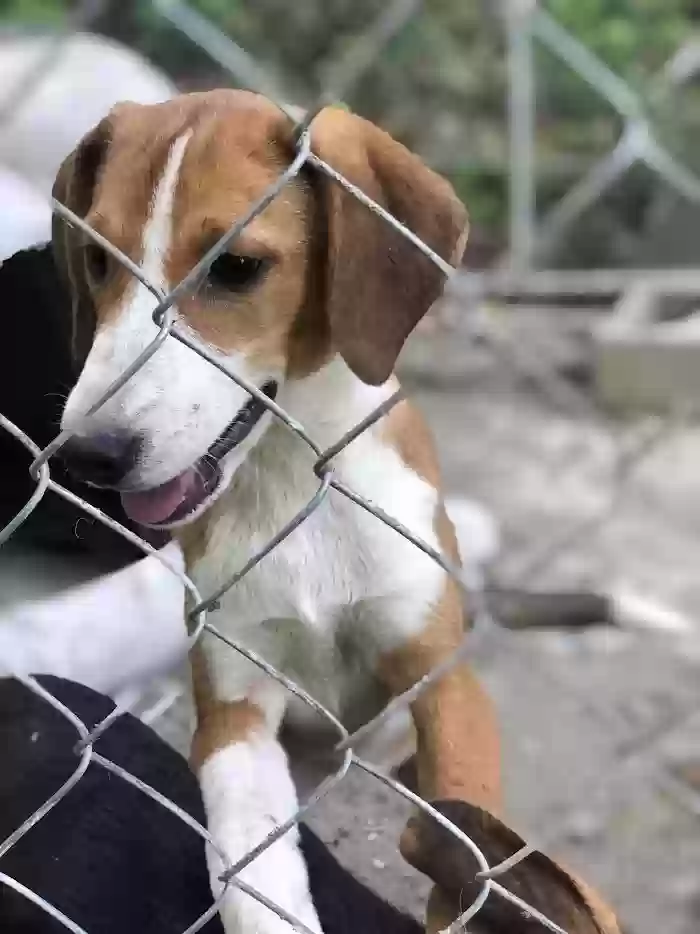 adoptable Dog in Rocky Face,GA named Boy