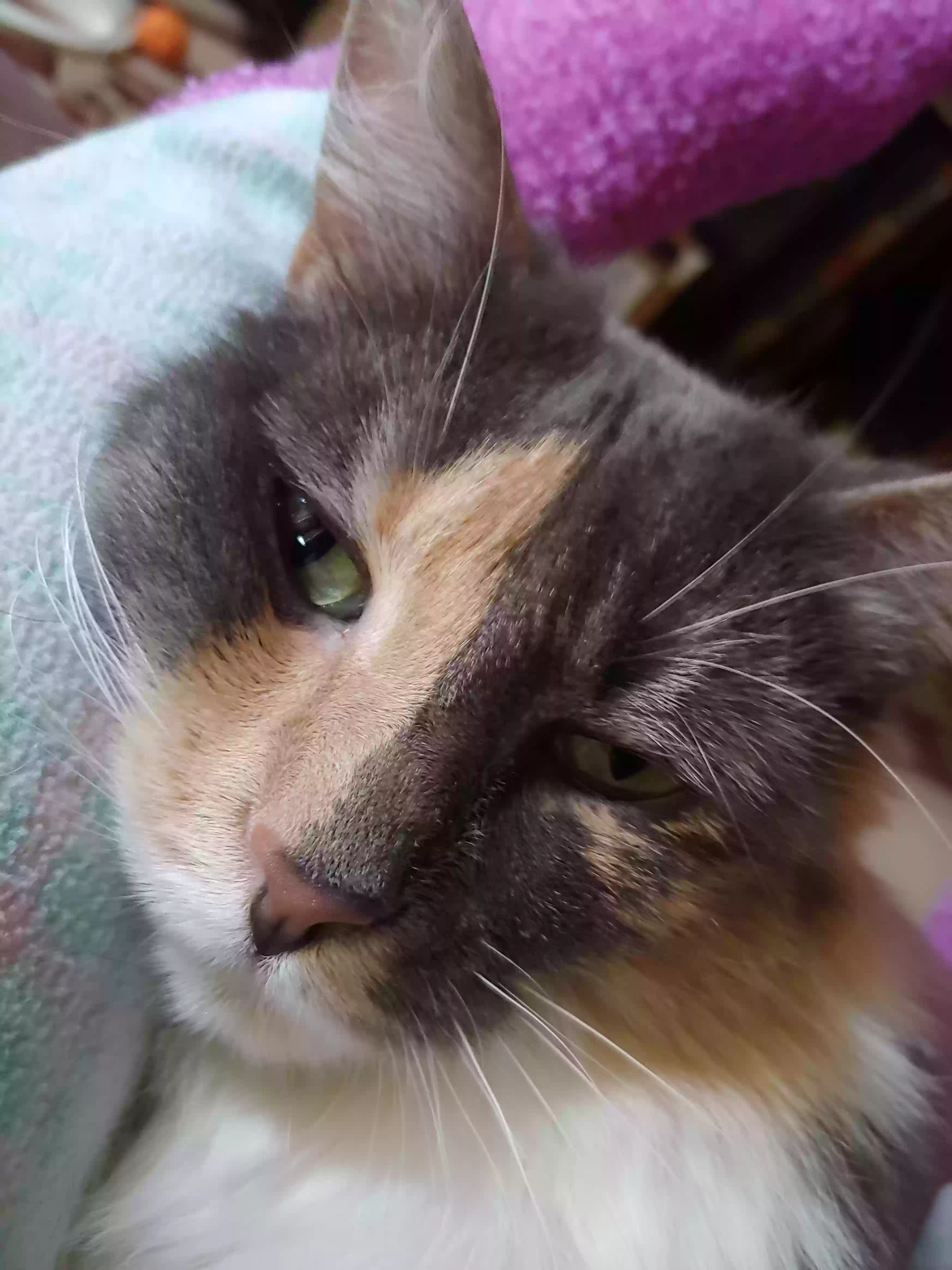 adoptable Cat in Lancaster,CA named Darla